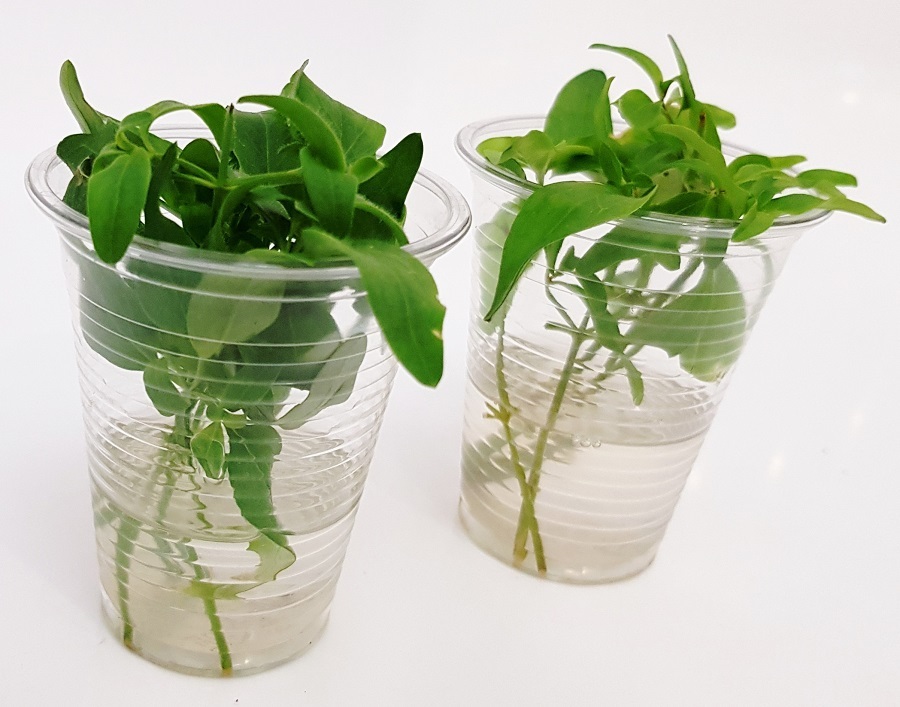 Черенки львиного зева