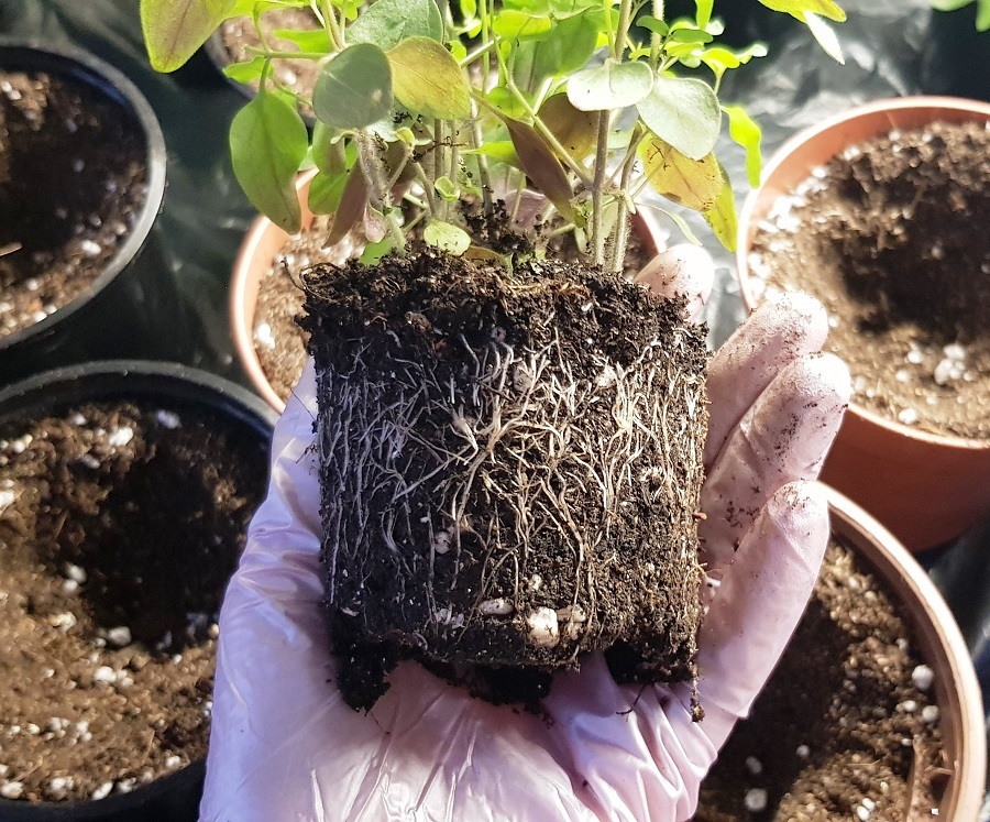 Львиный зев: корневая система