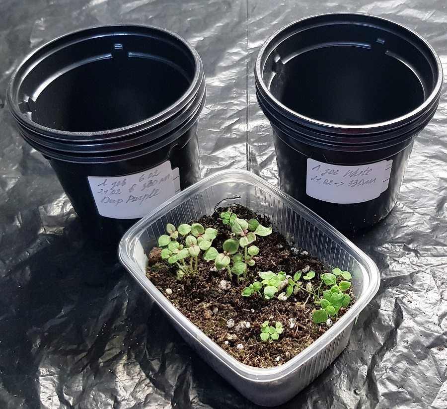 Приступаем к пересадке сеянцев львиного зева