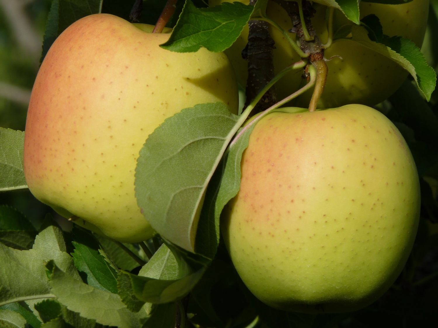 Сорт 'Golden Delicious'. Фото с сайта semenauspeha.ru