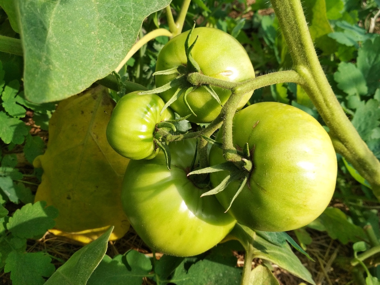 Первая кисть  