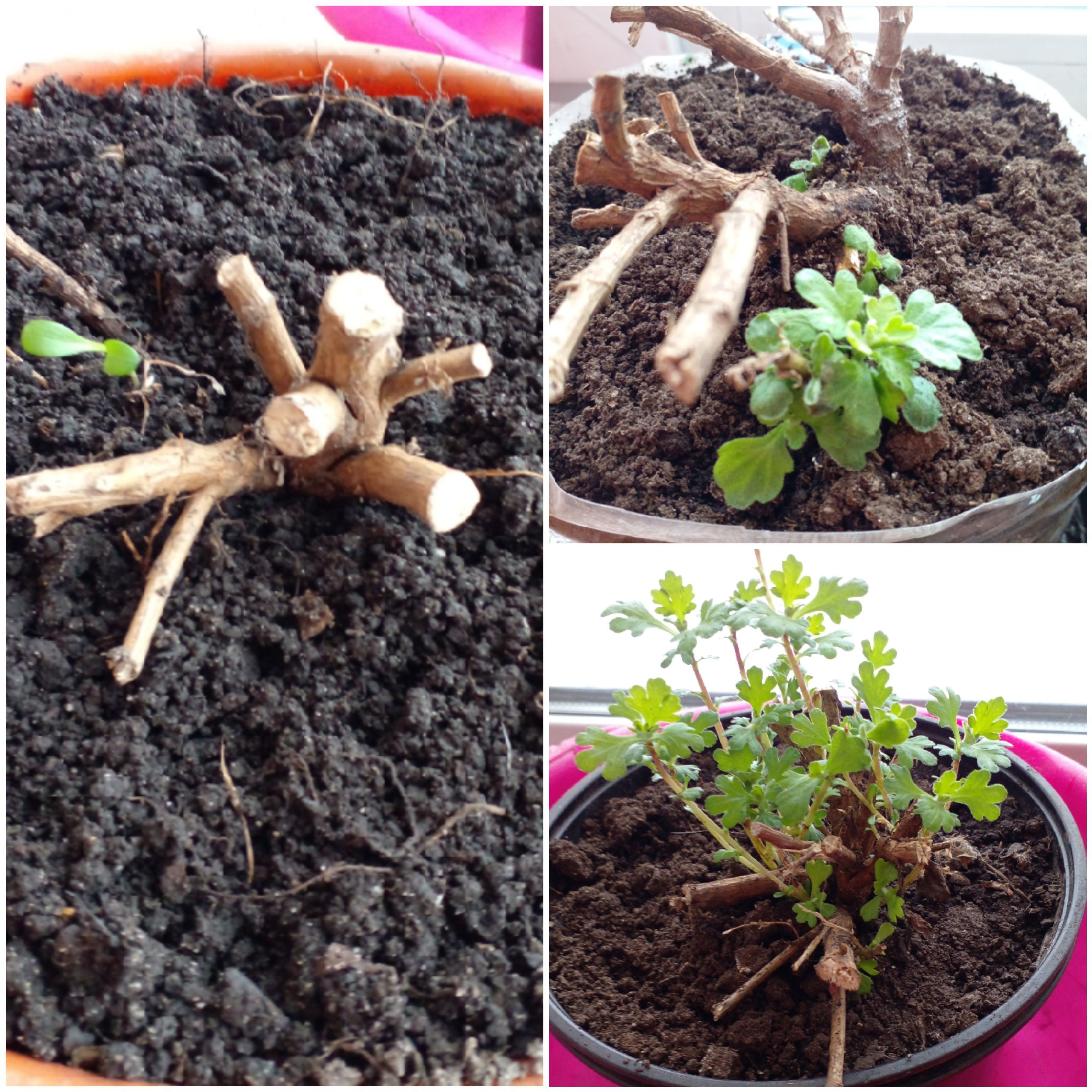 Желтая хриза замерзла в подполье,красная и сиреневая живые