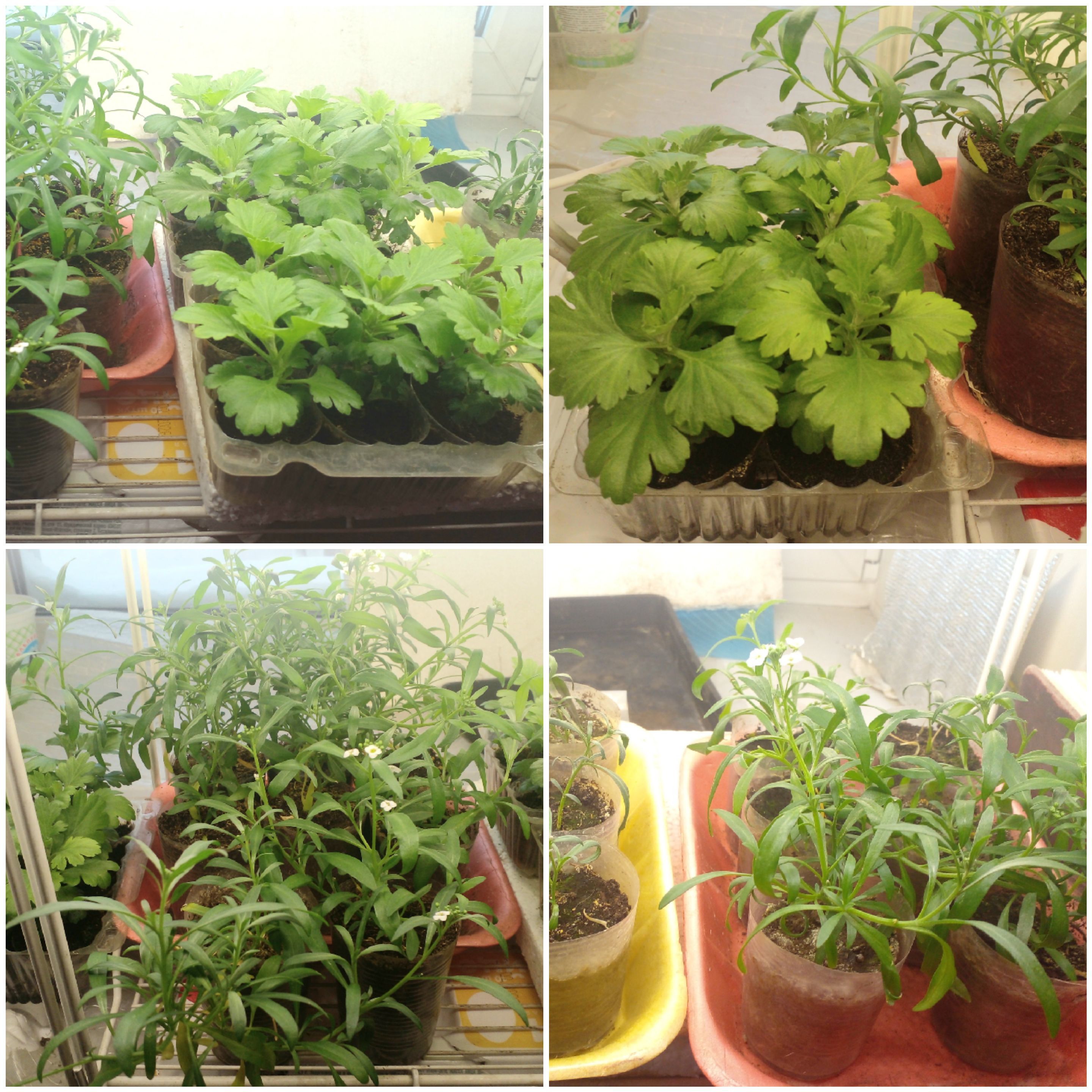 Хризы и алиссумы черенкую