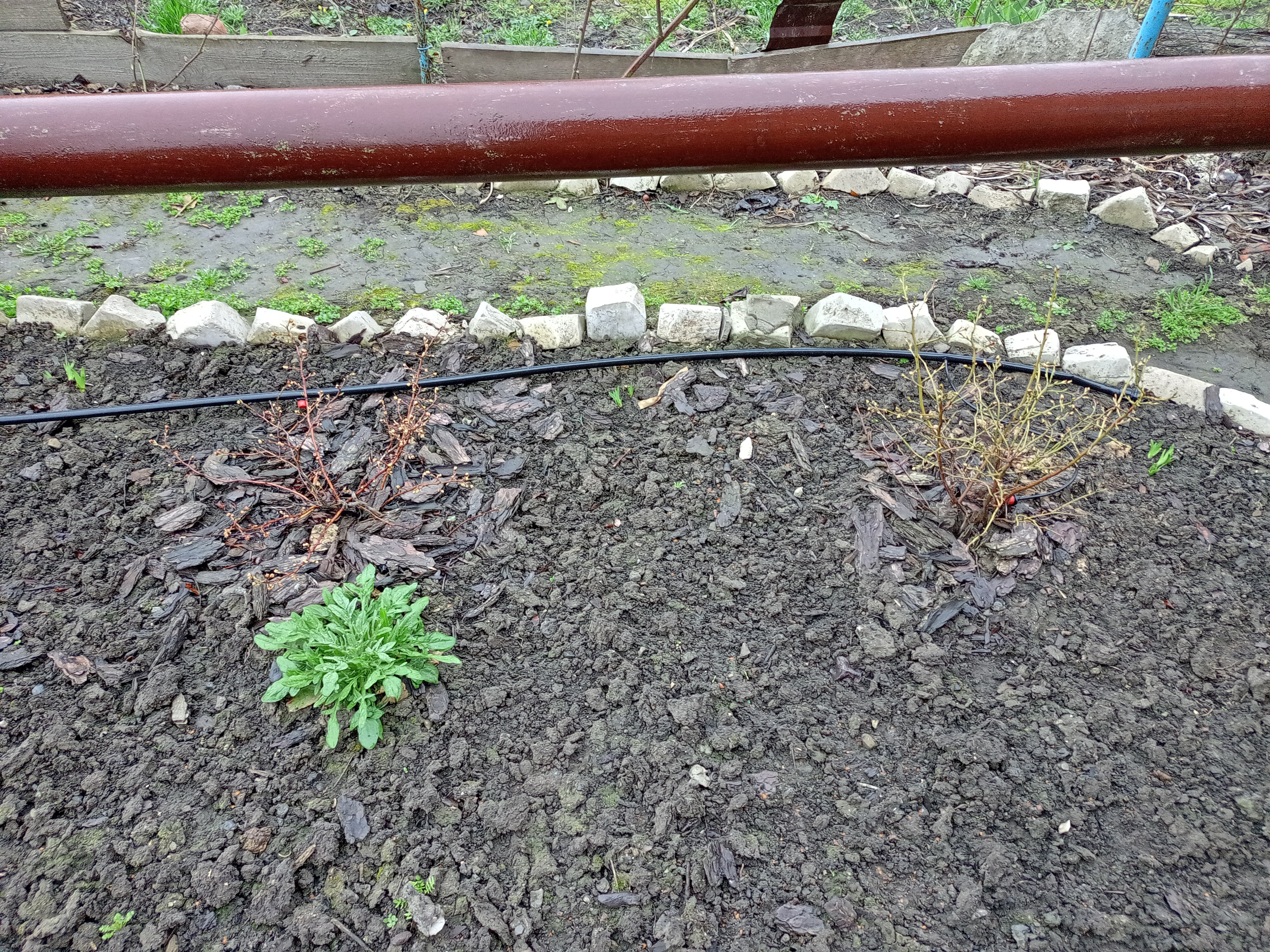 Голубика. Конец марта 2023 года 