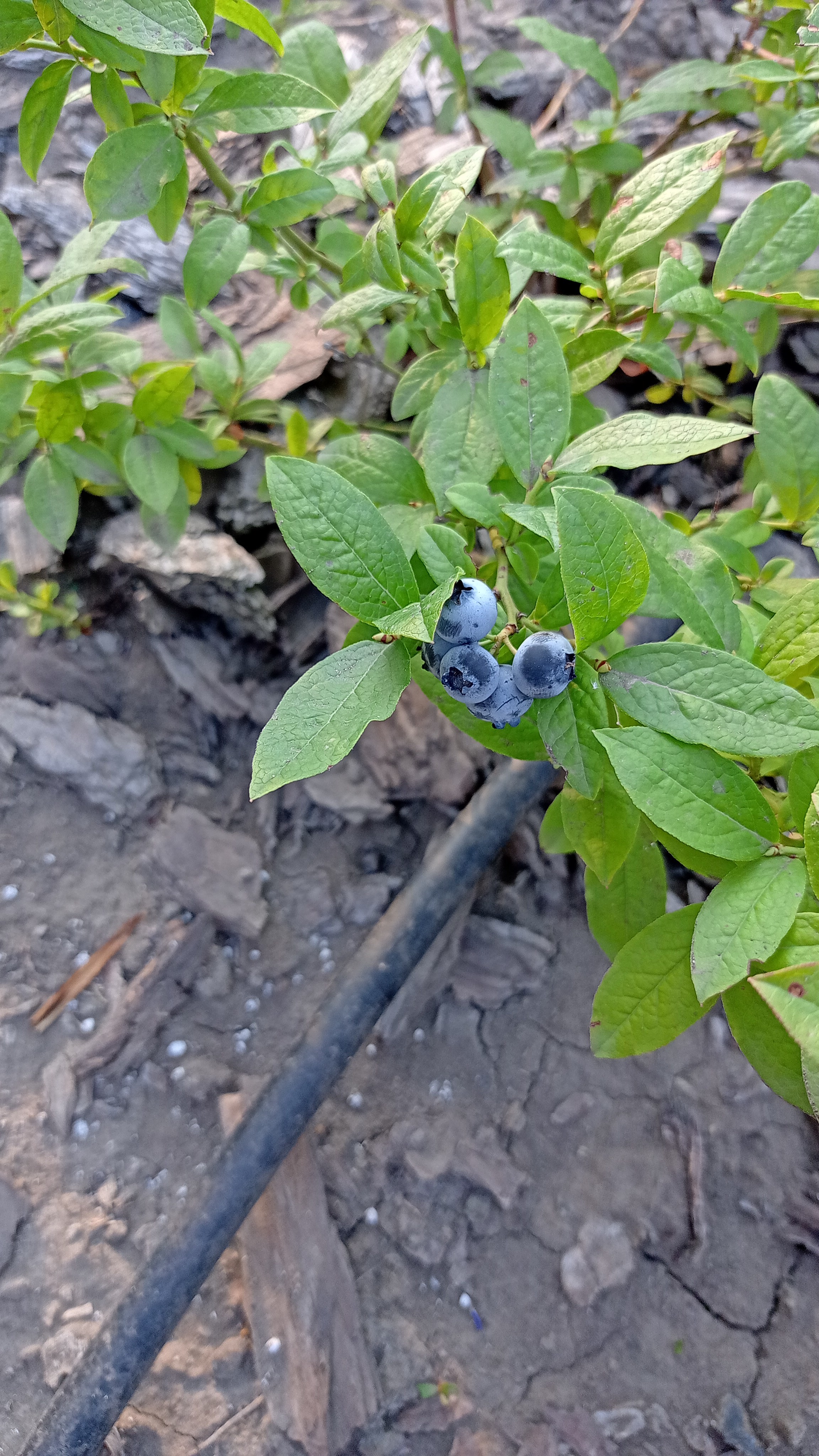 Голубика. Ягодки созрели  