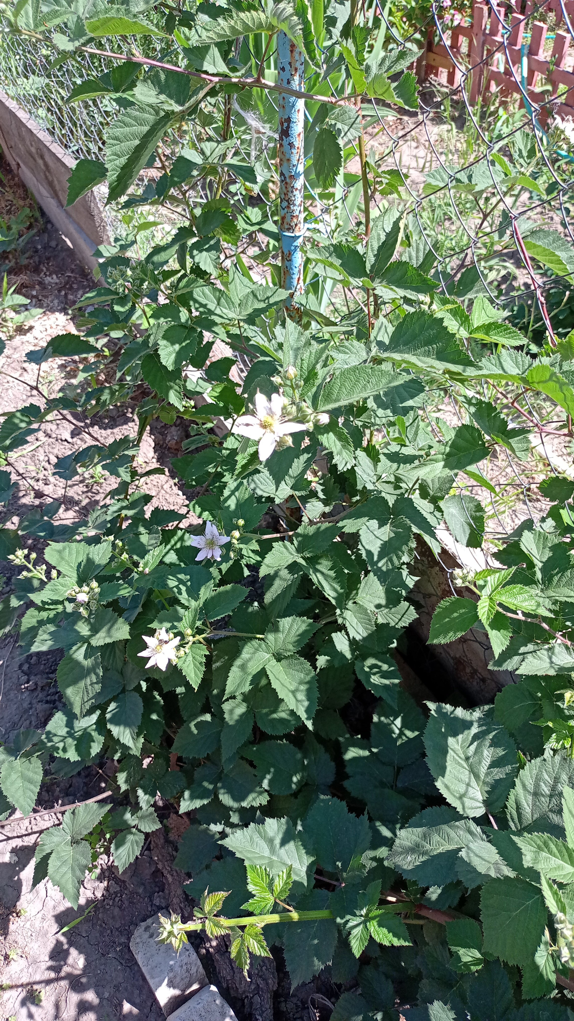 Ежевика цветет 