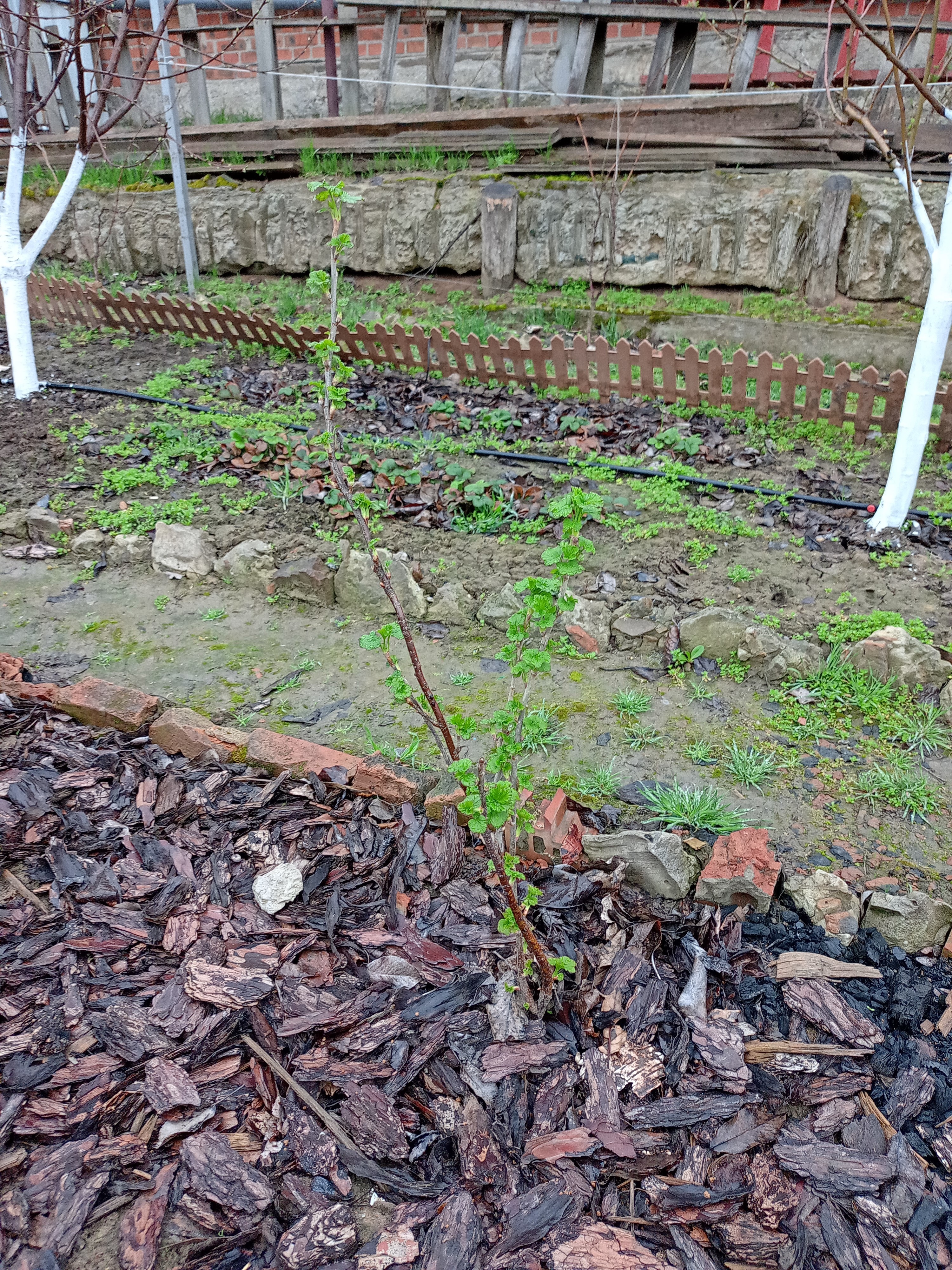 Черная смородина. Март 2023 года 