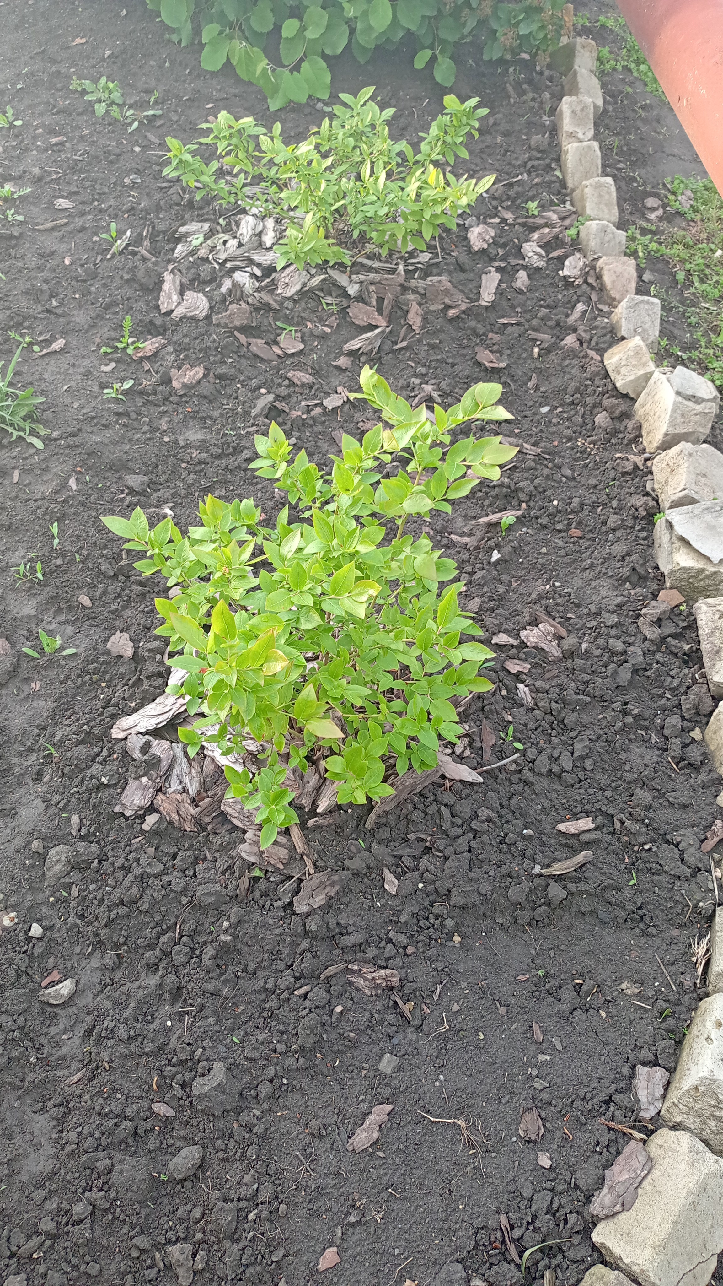 Голубика. Май 2022 года 