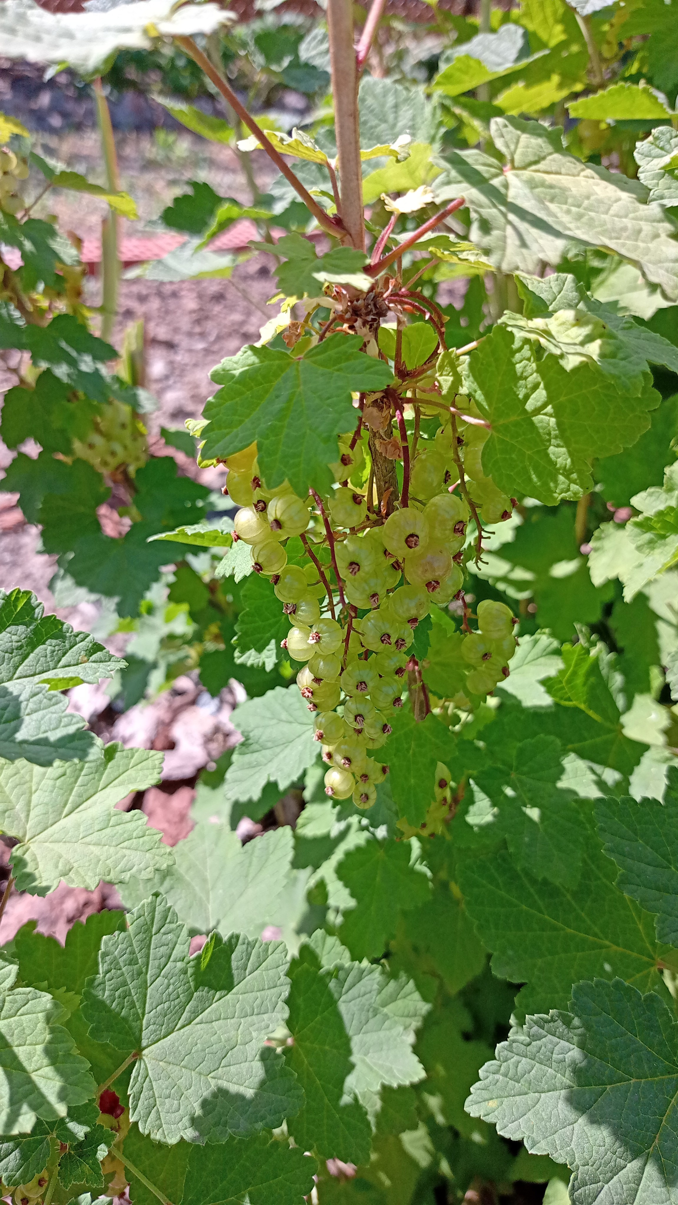 Красная смородина 