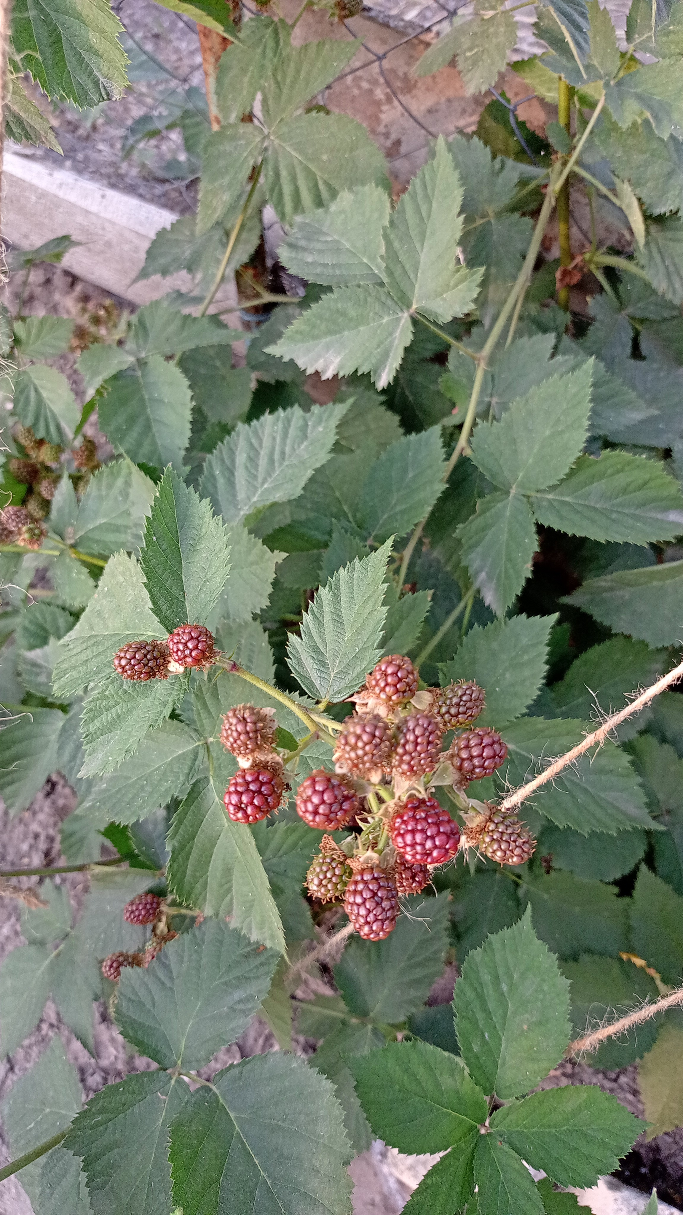 Ягодки ежевики 