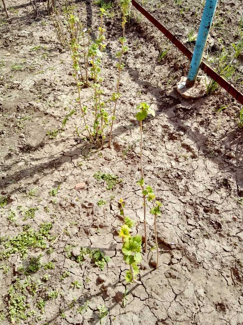 Прутики смородины. Конец марта 2020 года. На переднем плане черная смородина, далее — красная