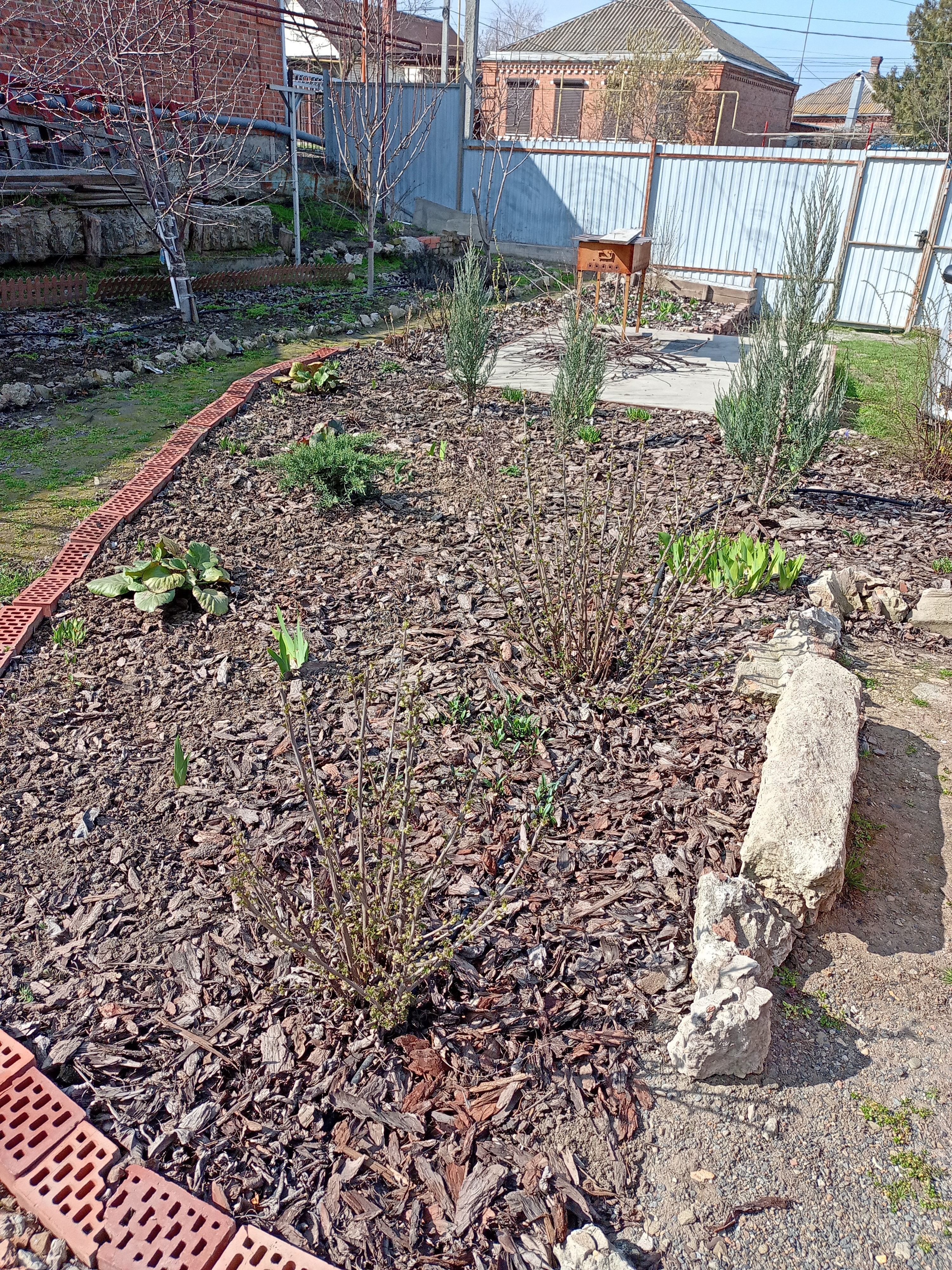 На переднем плане — красная смородина в центральном цветнике. Март 2023 года