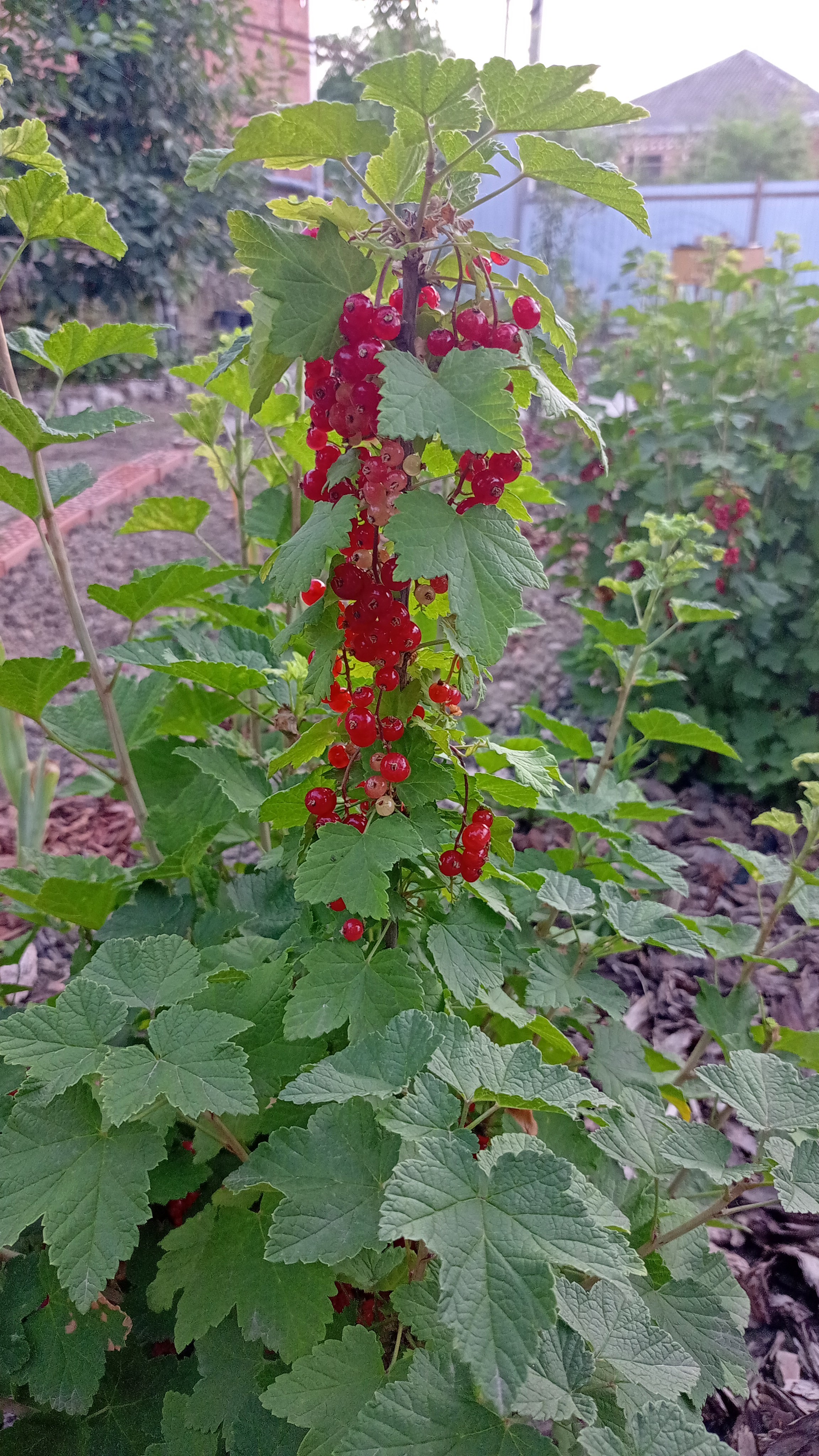 Красная смородина 