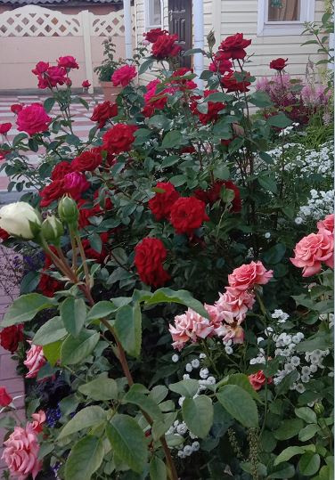 Роза Оклахома: особенности сорта, правила посадки и ухода, отзывы - все о выращивании