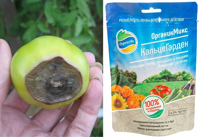 Вершинная гниль томата. Фото Екатерины (KatyaK). Причиной болезни является нехватка кальция, а удобрение КальцеГарден решает проблему дефицита этого элемента