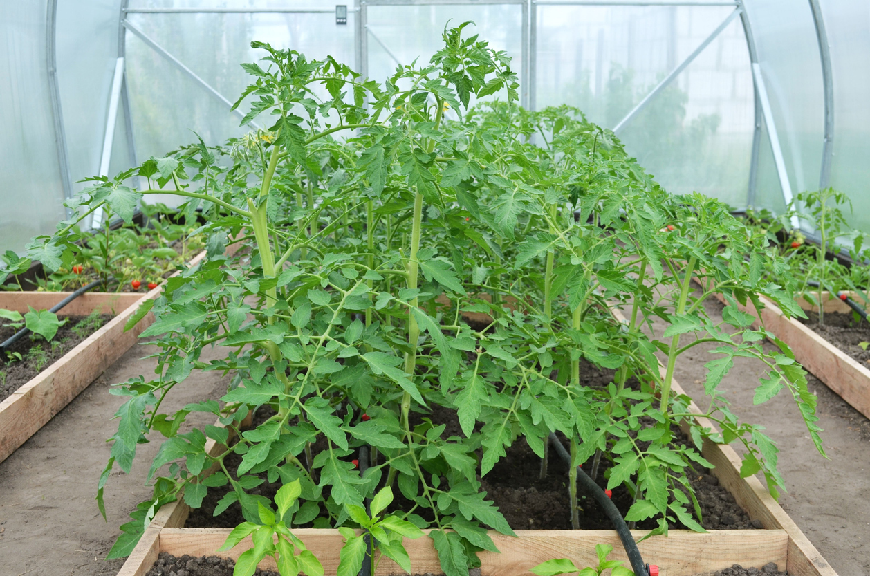 Грядки под осень готовят не просто так. Томаты - настоящие обжоры. Все питание, которое они вытянули из почвы за сезон, необходимо восполнить