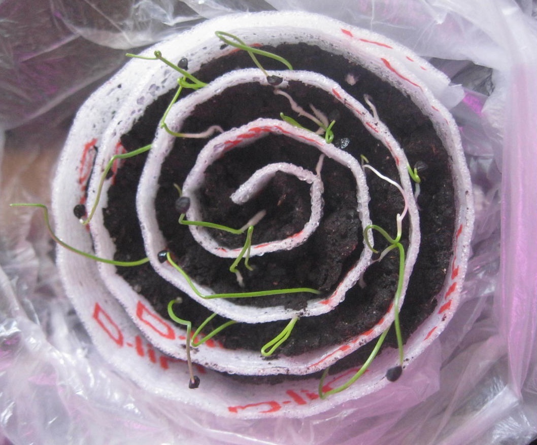 Всходы лука в рассадной улитке. Фото Екатерины (KatyaK)