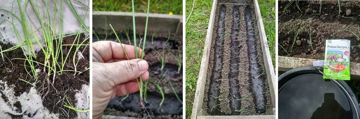 Сразу после посадки перышки будут лежать на земле. Это нормально. Вскоре они окрепнут и вытянутся. Фото Ирины Никитиной (IrinaN)