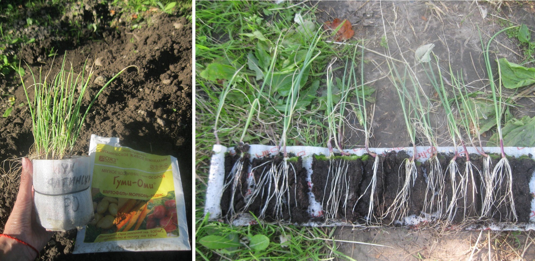 Екатерина (KatyaK) сообщила, что отделять рассаду в улитках очень удобно: «Растения крепенькие, хоть и не большие. Видно, что первые перышки засохли, но это не страшно»