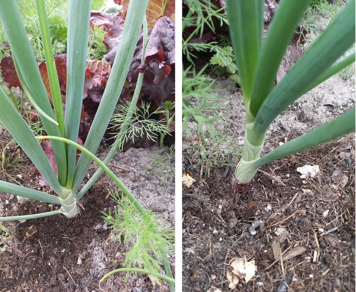 Зола помогает в борьбе с луковой мухой. Фото Марины Мордвиновой (Marimo)