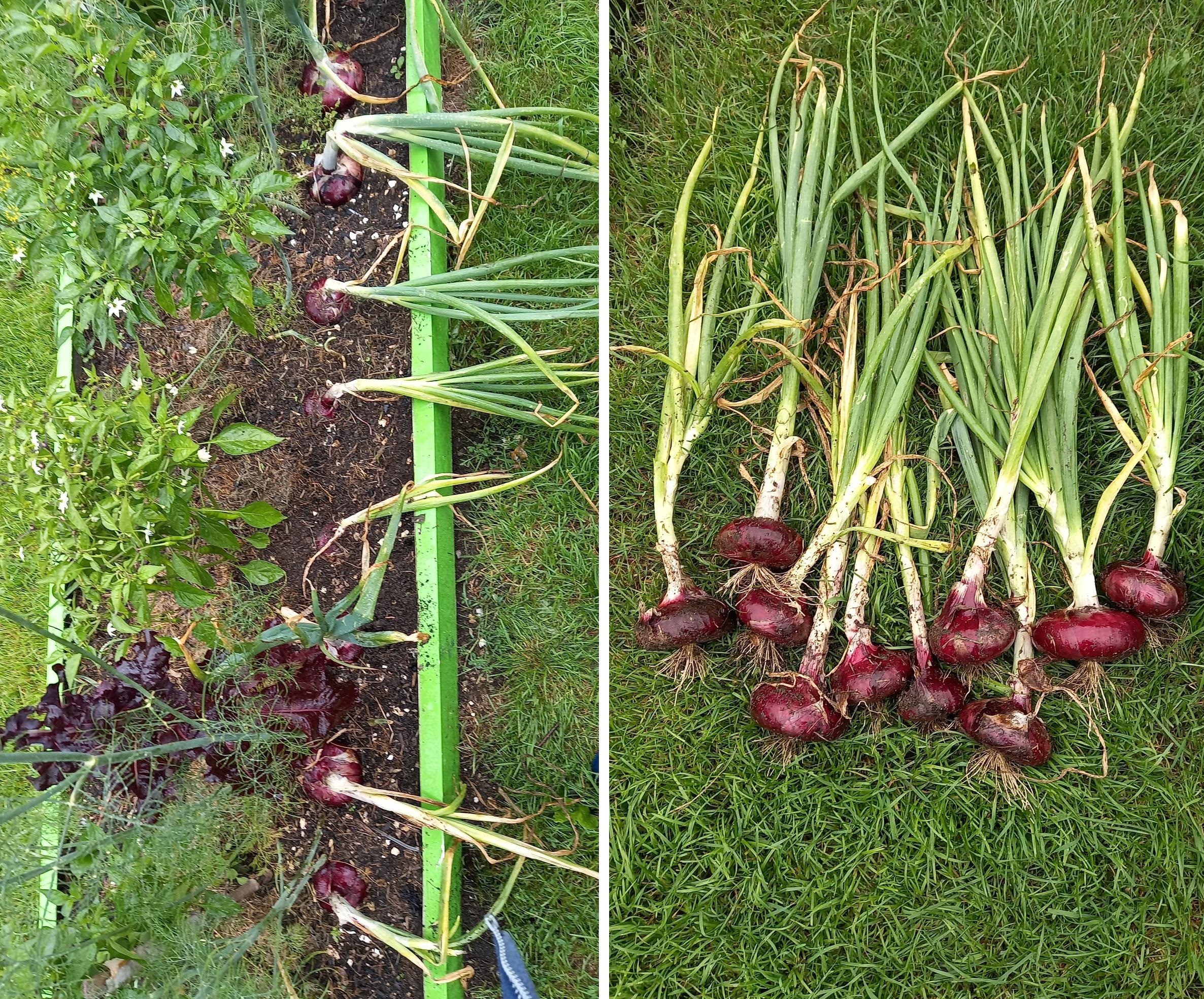 10 луковиц потянули на 2, 394 кг. Фото Марины Мордвиновой (Marimo)