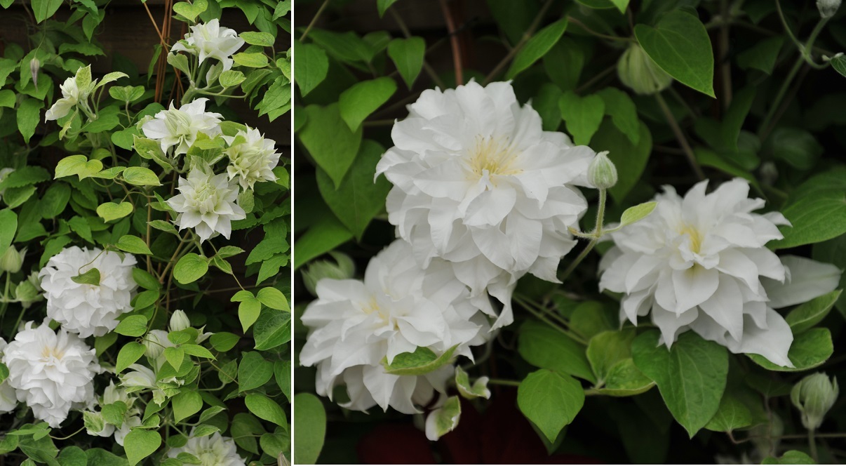 Клематис 'Maria Skłodowska-Curie'