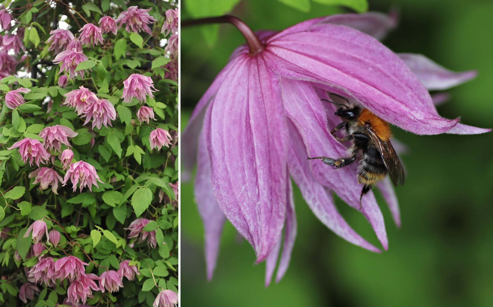 Клематис 'Purple Dream'