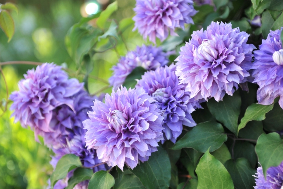 Махровые клематисы лучше рассматривать с близкого расстояния