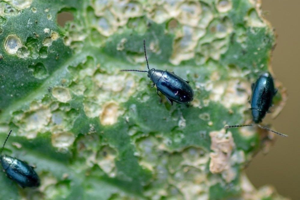 Крестоцветные блошки