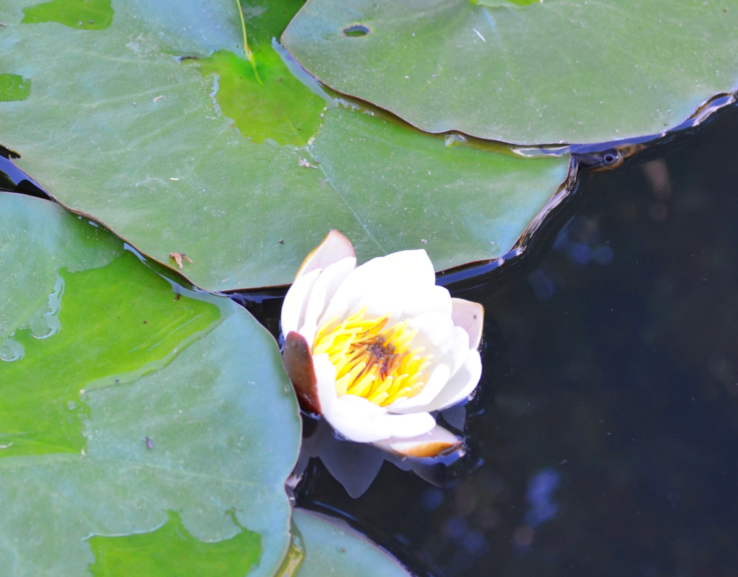 Посадка водяной лилии в подготовленный грунт