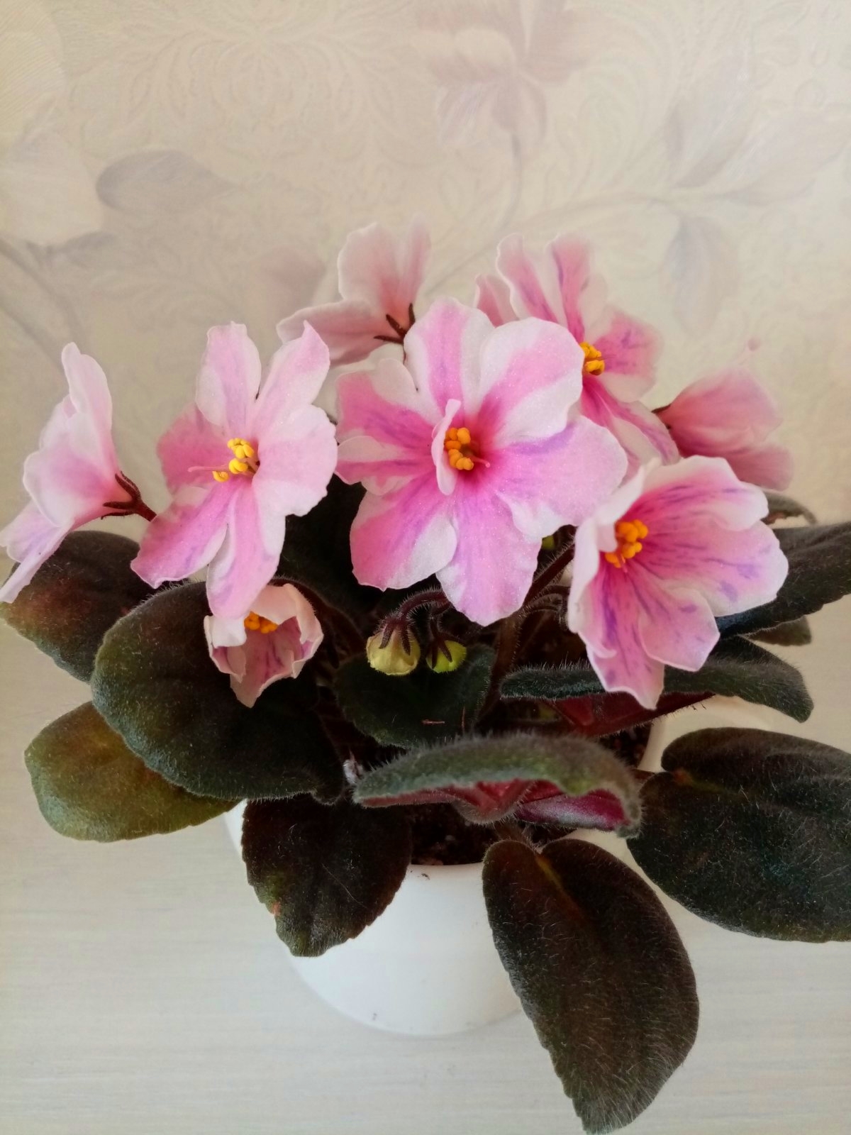 'Ness' Spring Blush' ('Ness') химера