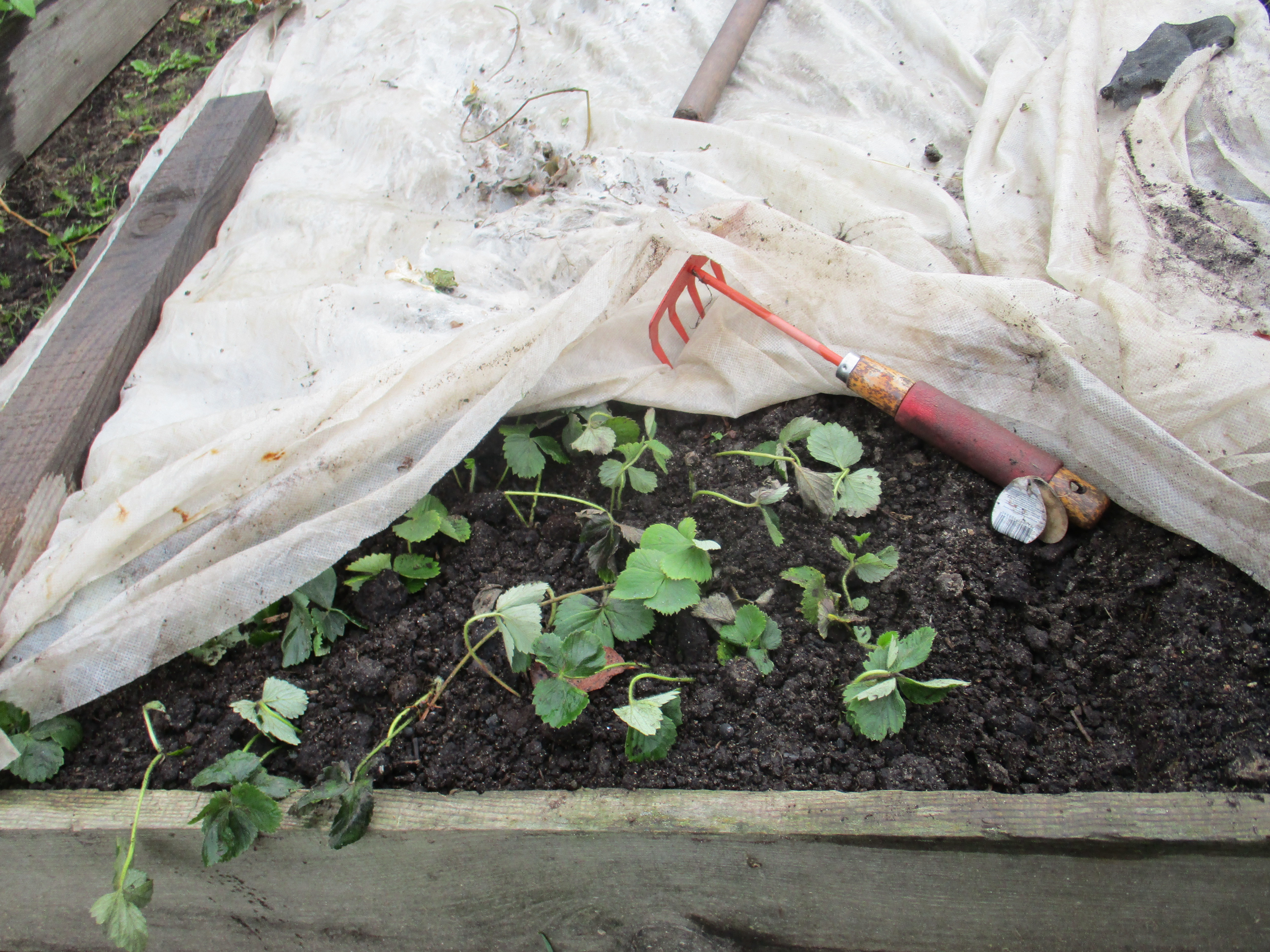 Грядка с клубникой и чесноком