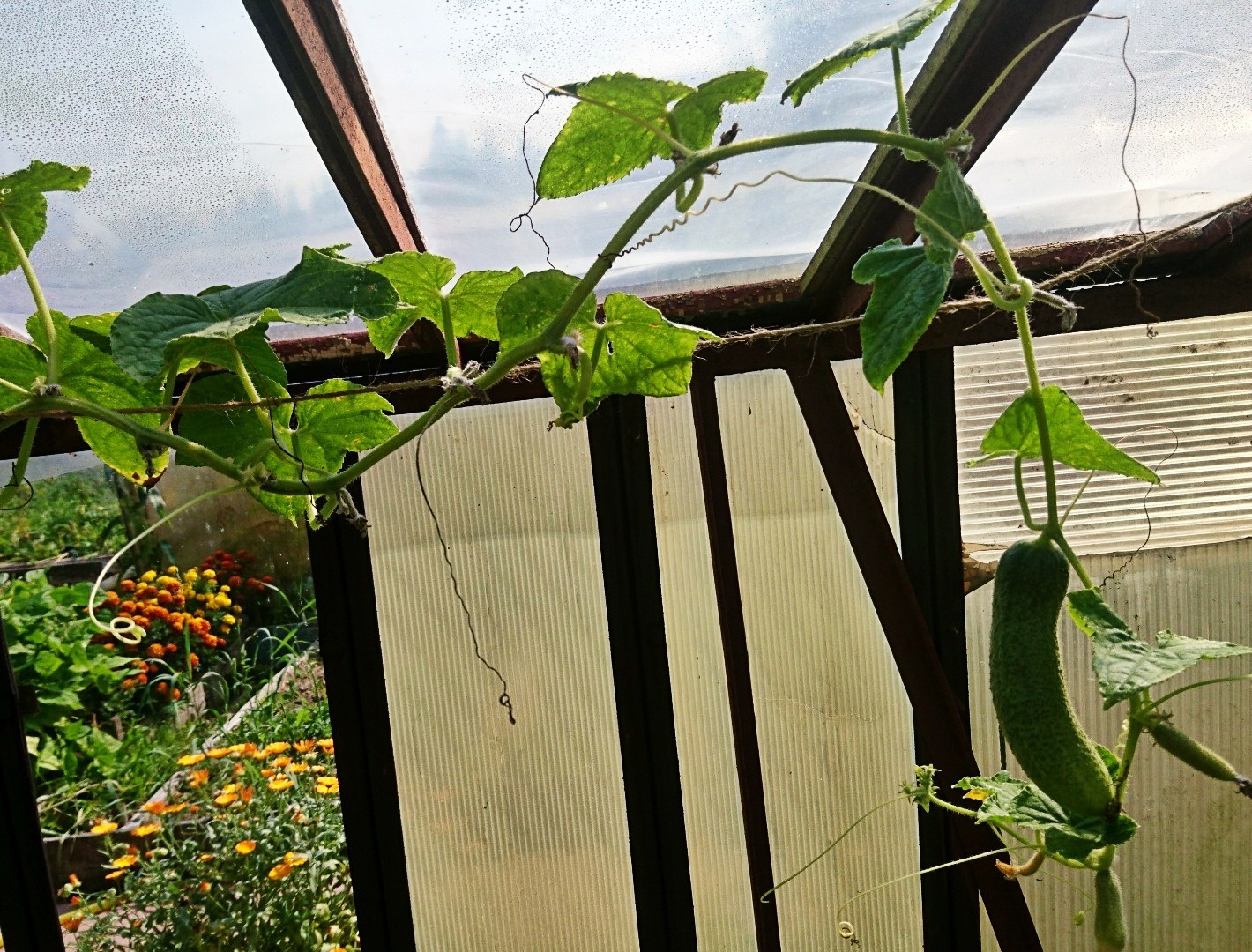 Огурец Суперклуша, август