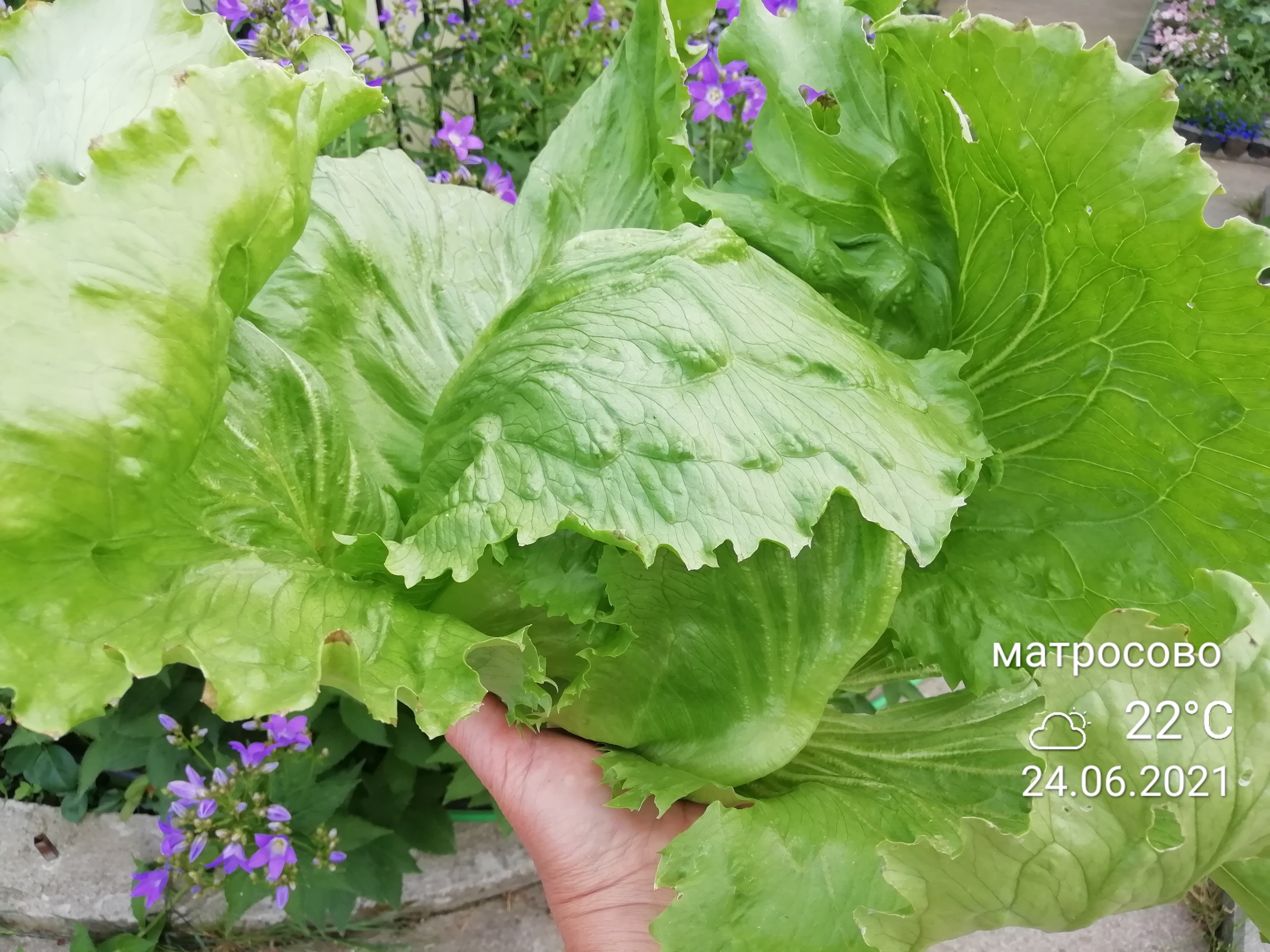 Первый выращенный мной салат