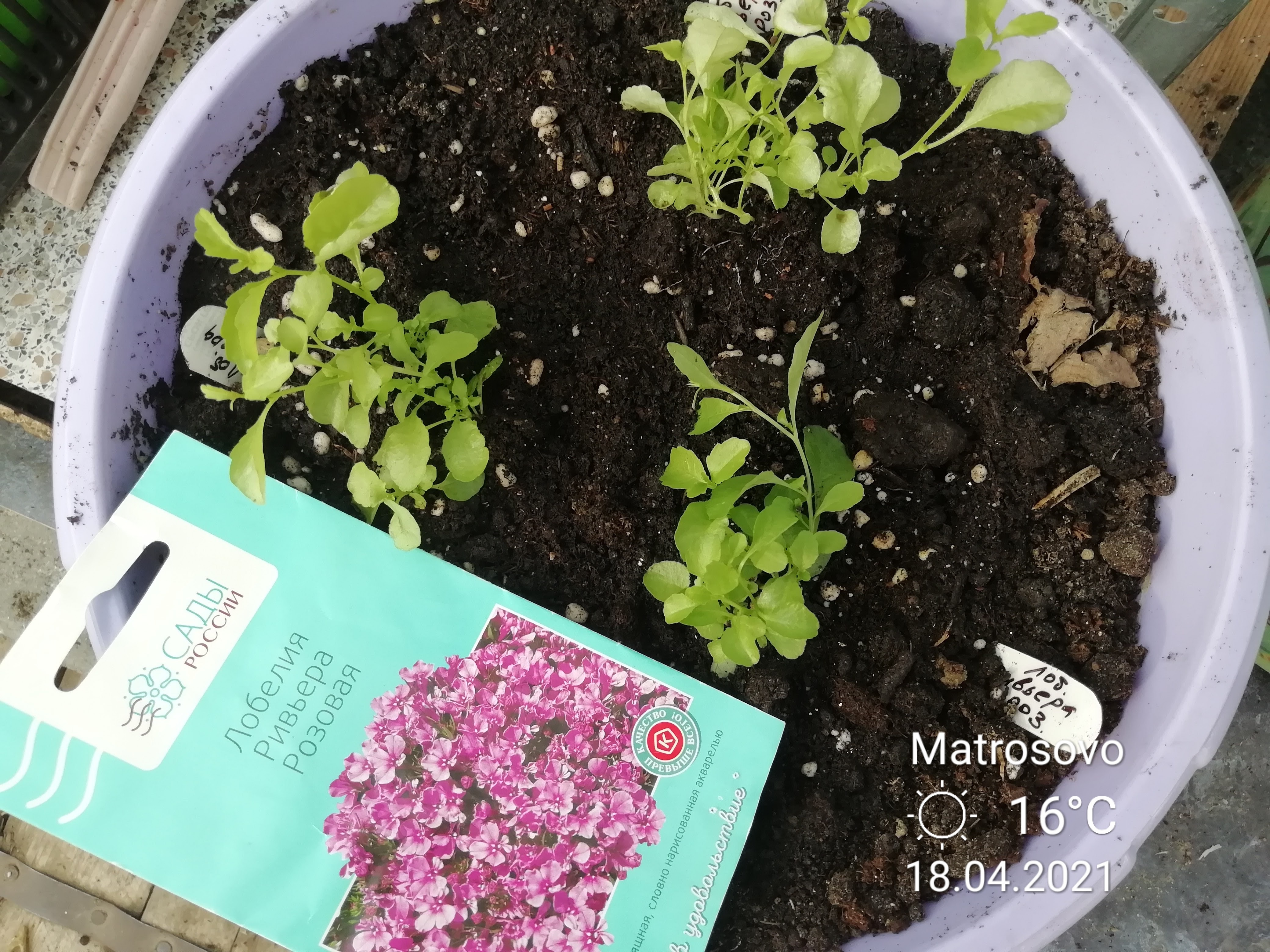 Рассада цветов на подоконнике