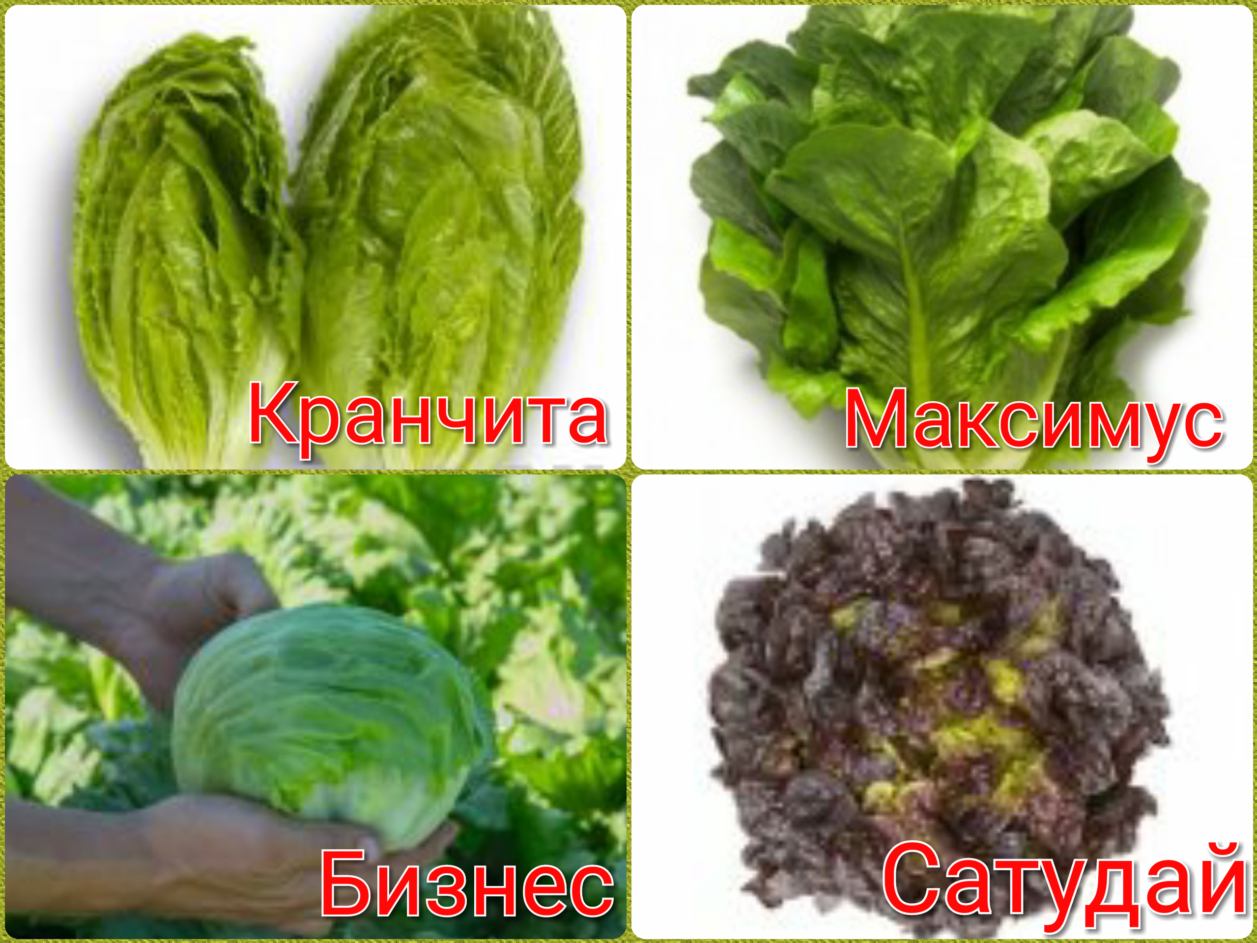 Вот, что обещают мне семена