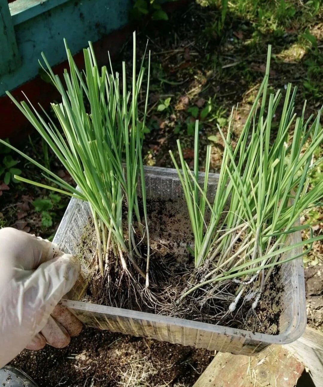 Лук-порей на грядке