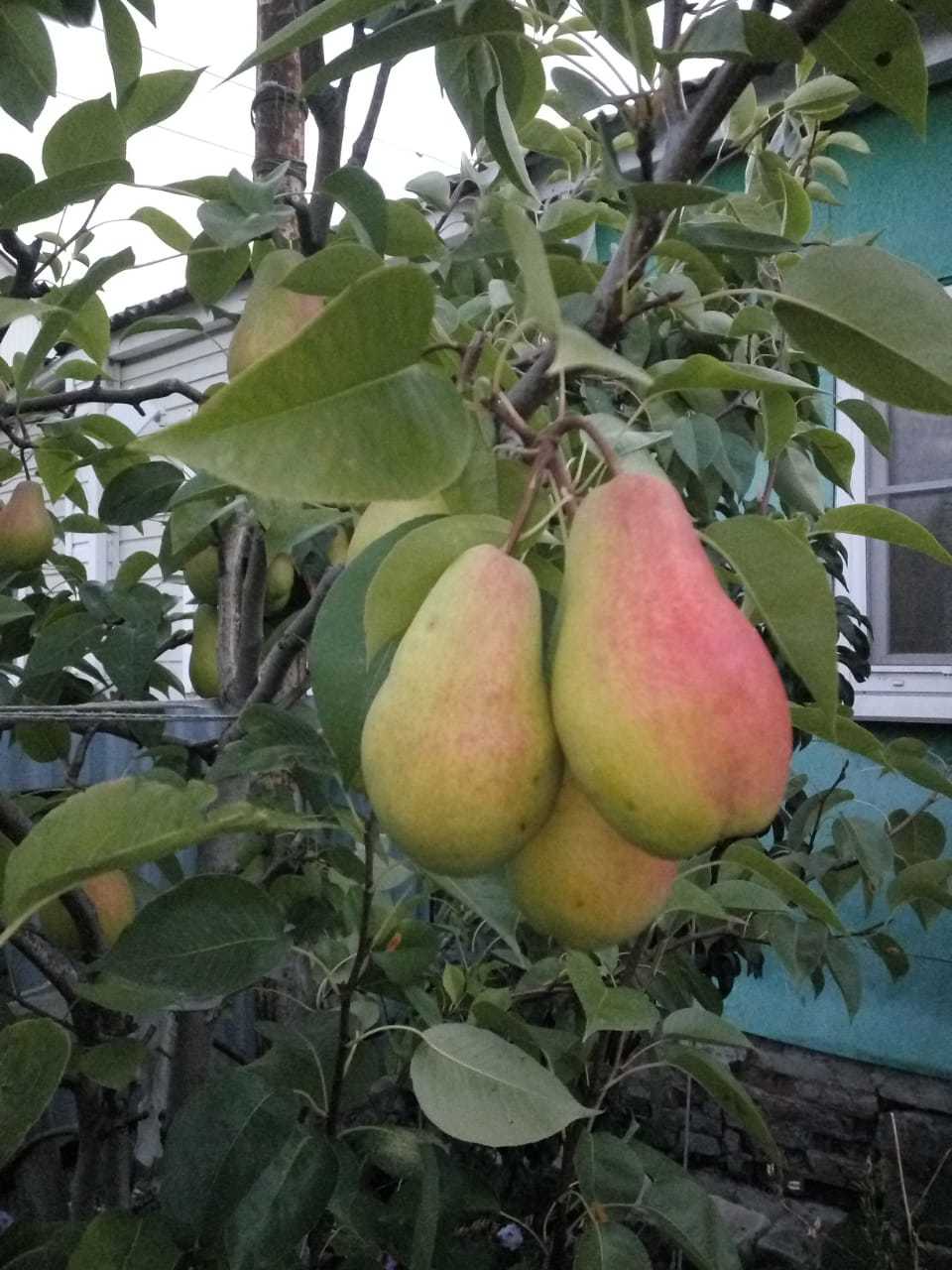 Подготовленная посадочная яма для груши с удобрениями