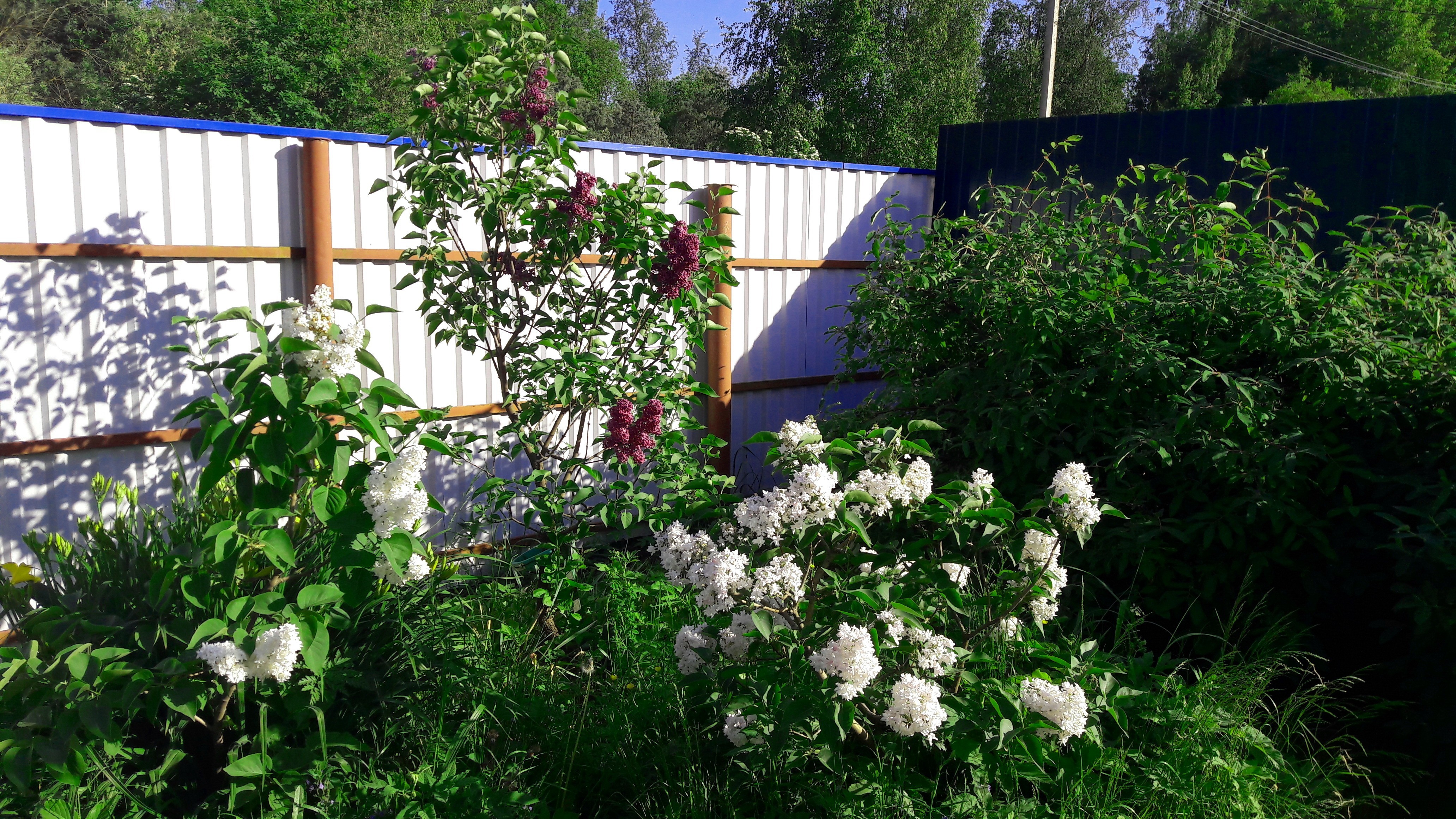 Молоденькая Красная Москва в моем саду. Справа - Красавица Москвы, слева - сирень бабушки Тани