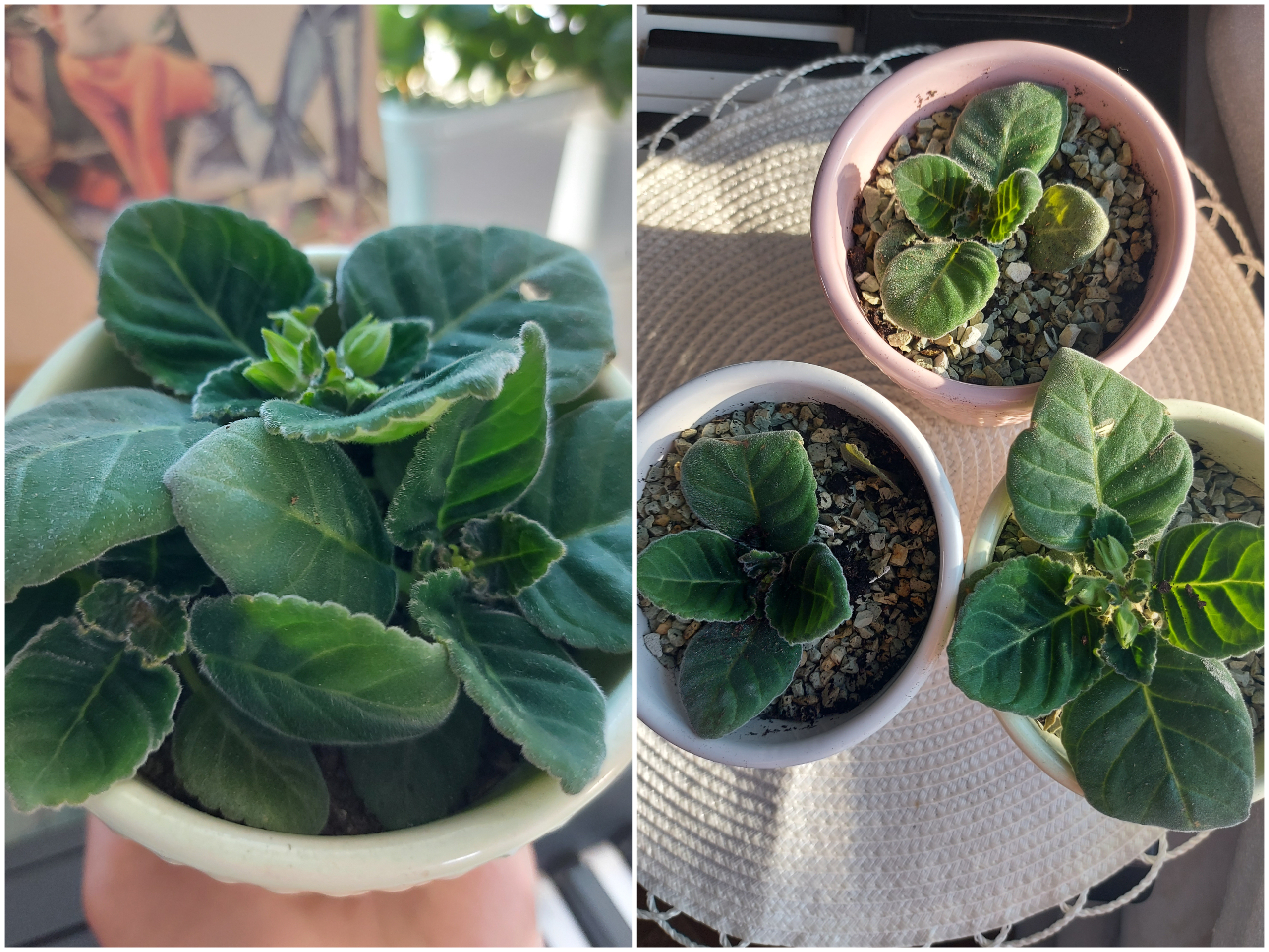 Выращивание глоксинии из семян: подробное руководство с секретами успеха