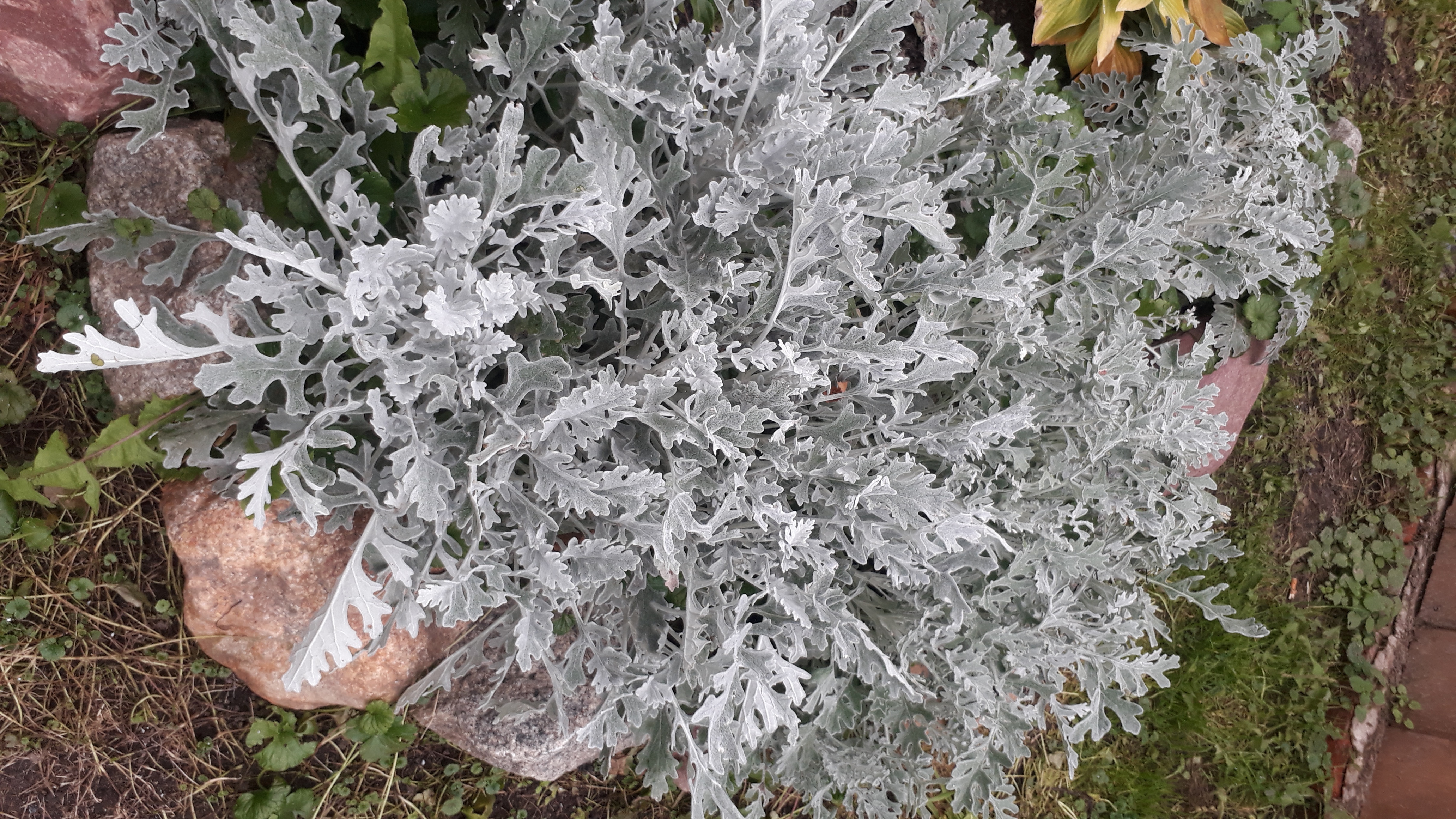 Серебристые резные листья украсят любой цветник