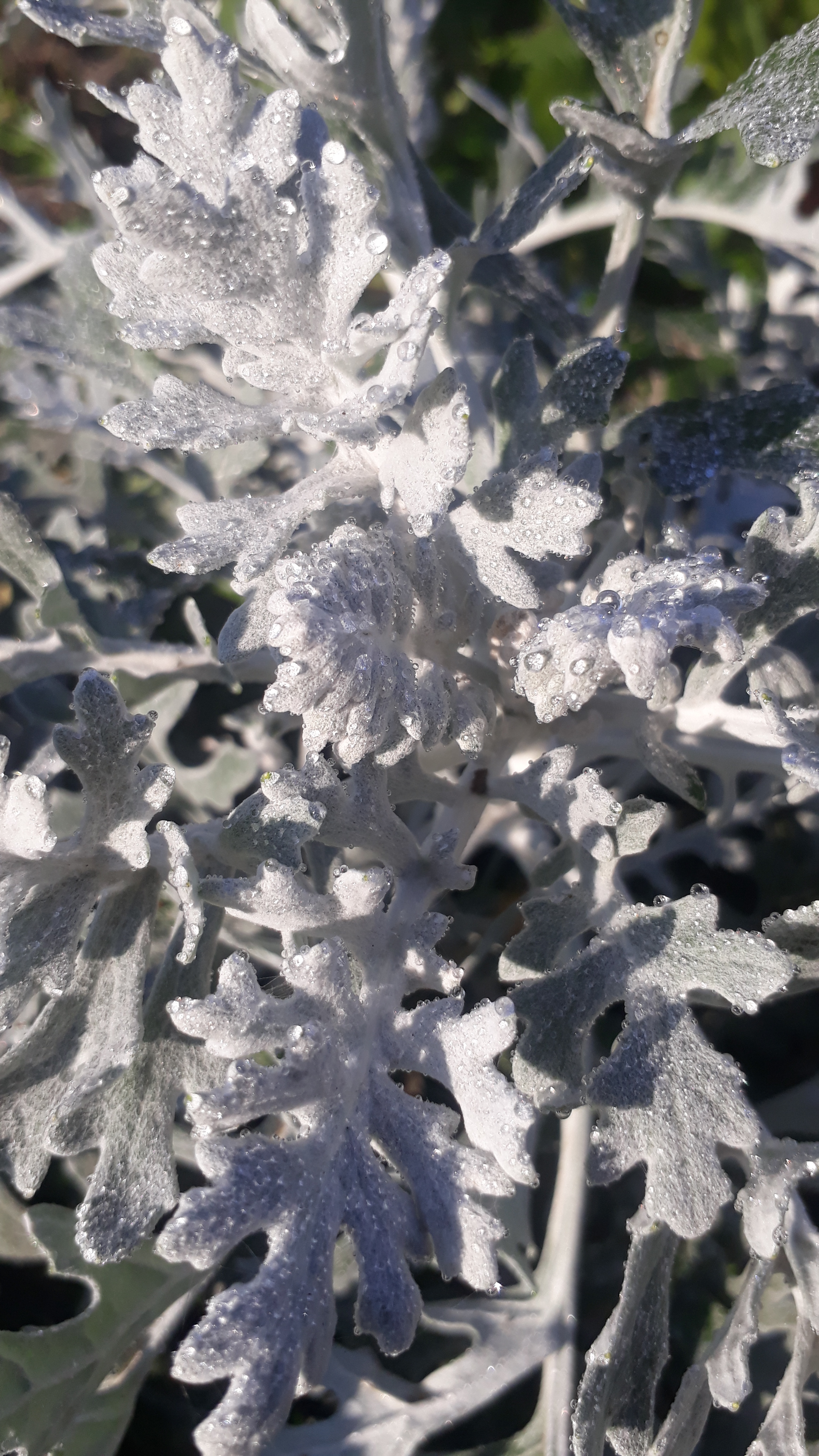 Серебро в лучах солнца