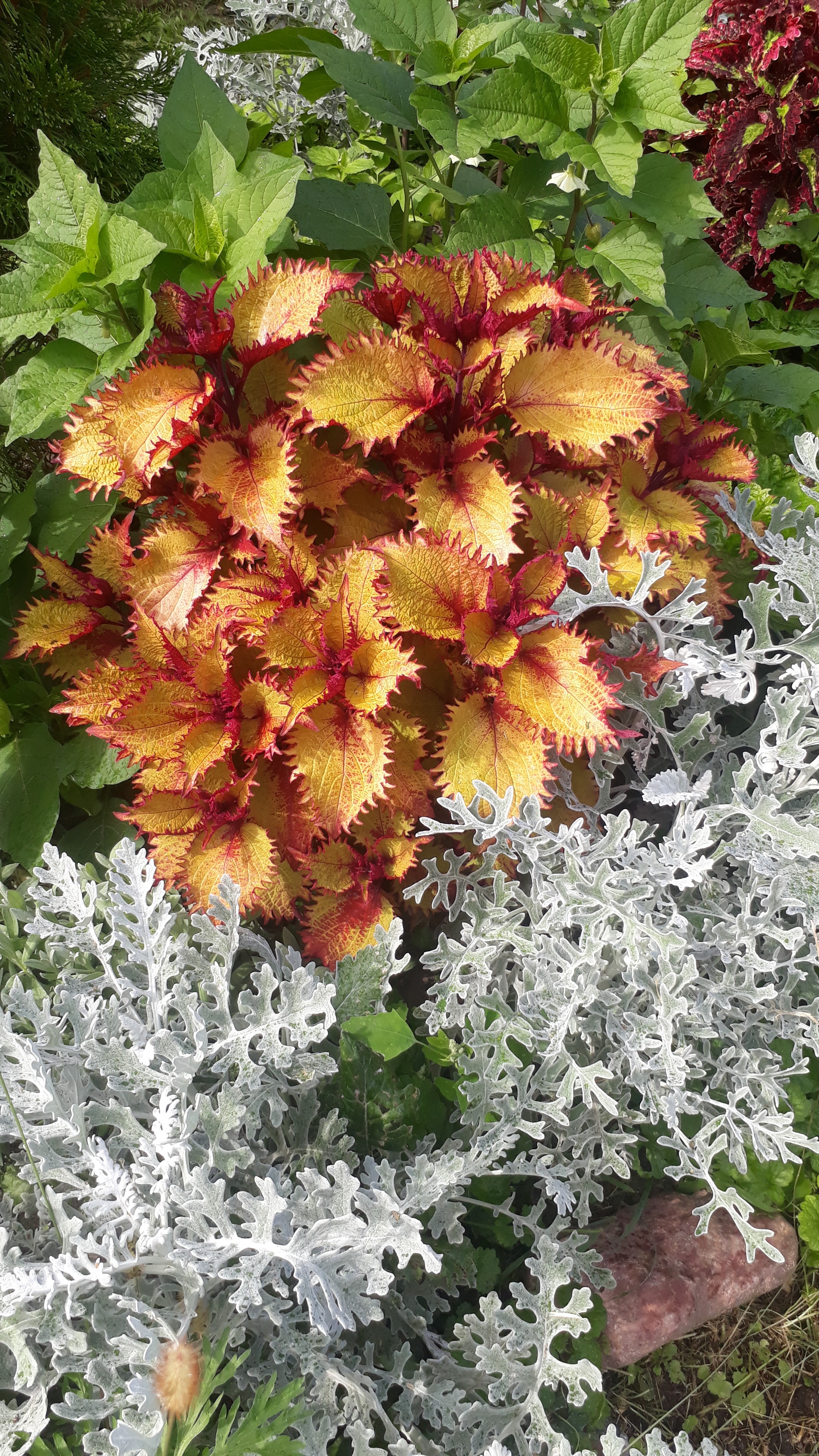 В сочетании с колеусом