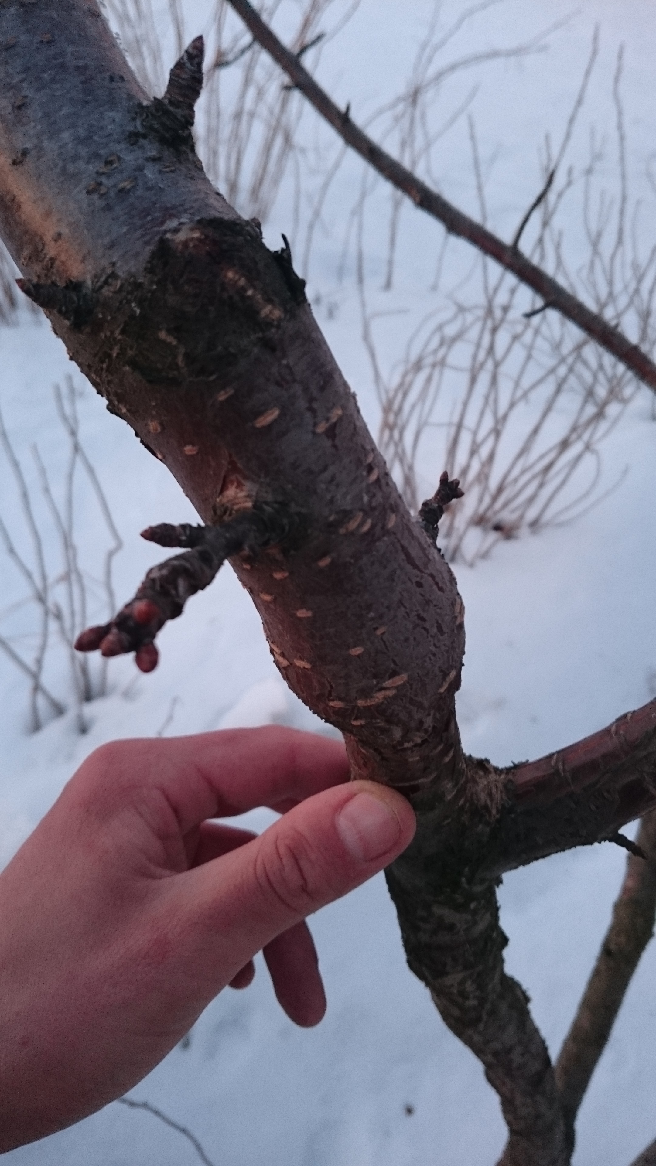 Одна из самых мощно пошедших прививок на вишне. За три года вегетации прирост 2.5 м. Утолщение черешни имеет место почти всегда, поскольку вишня растет не так быстро. Две почти из трех атрофировались и не дали прироста, став плодушками, а третья верхушечная почка дала мощный побег.