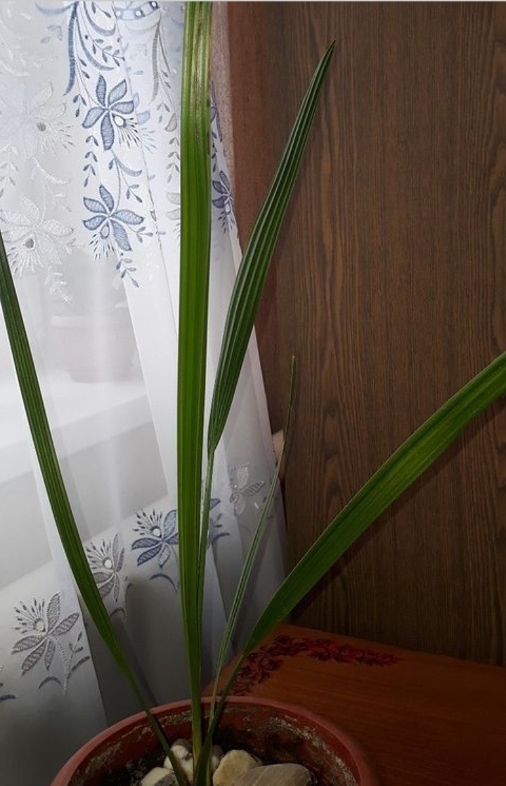 Пальма, которой примерно четыре года