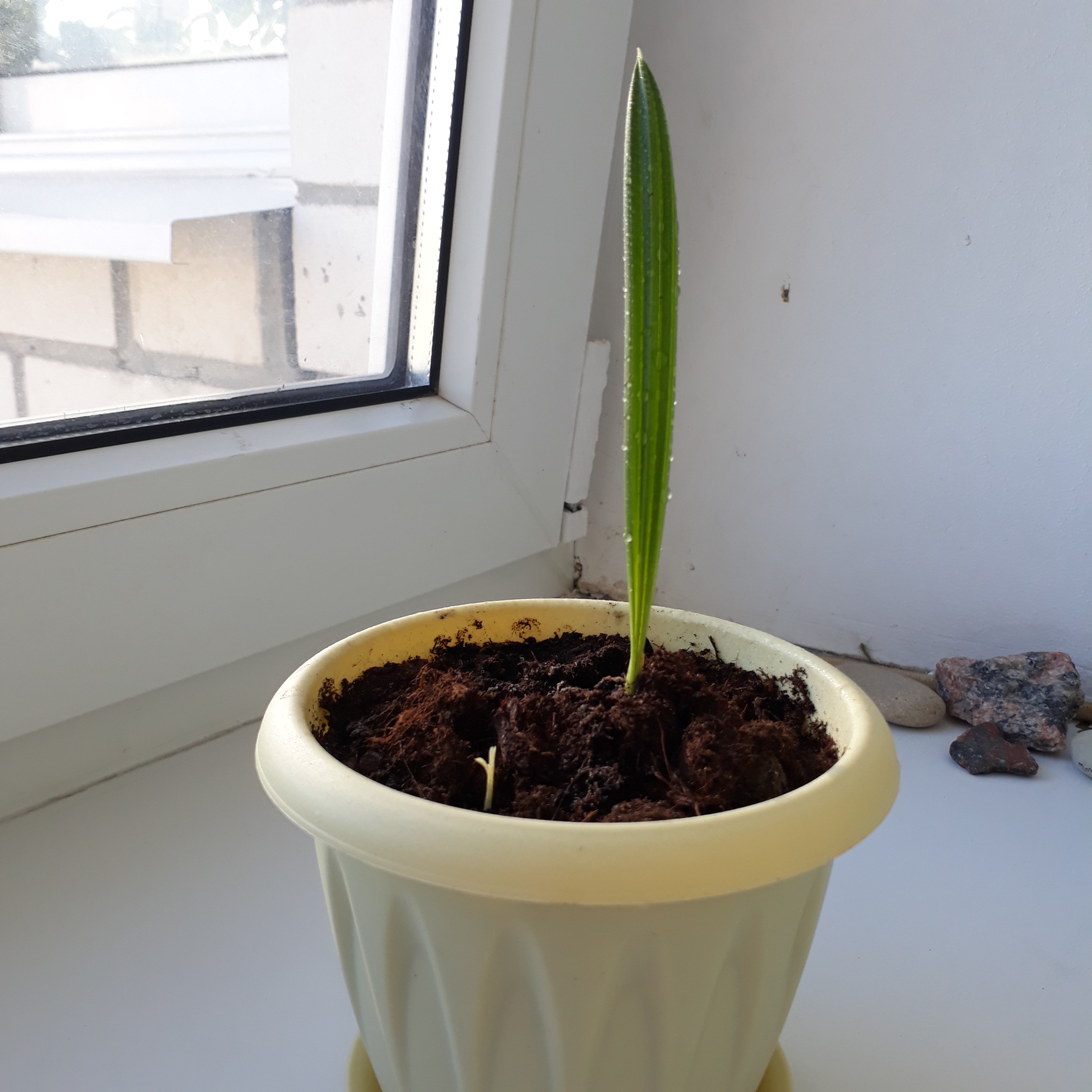 Росток финиковой пальмы