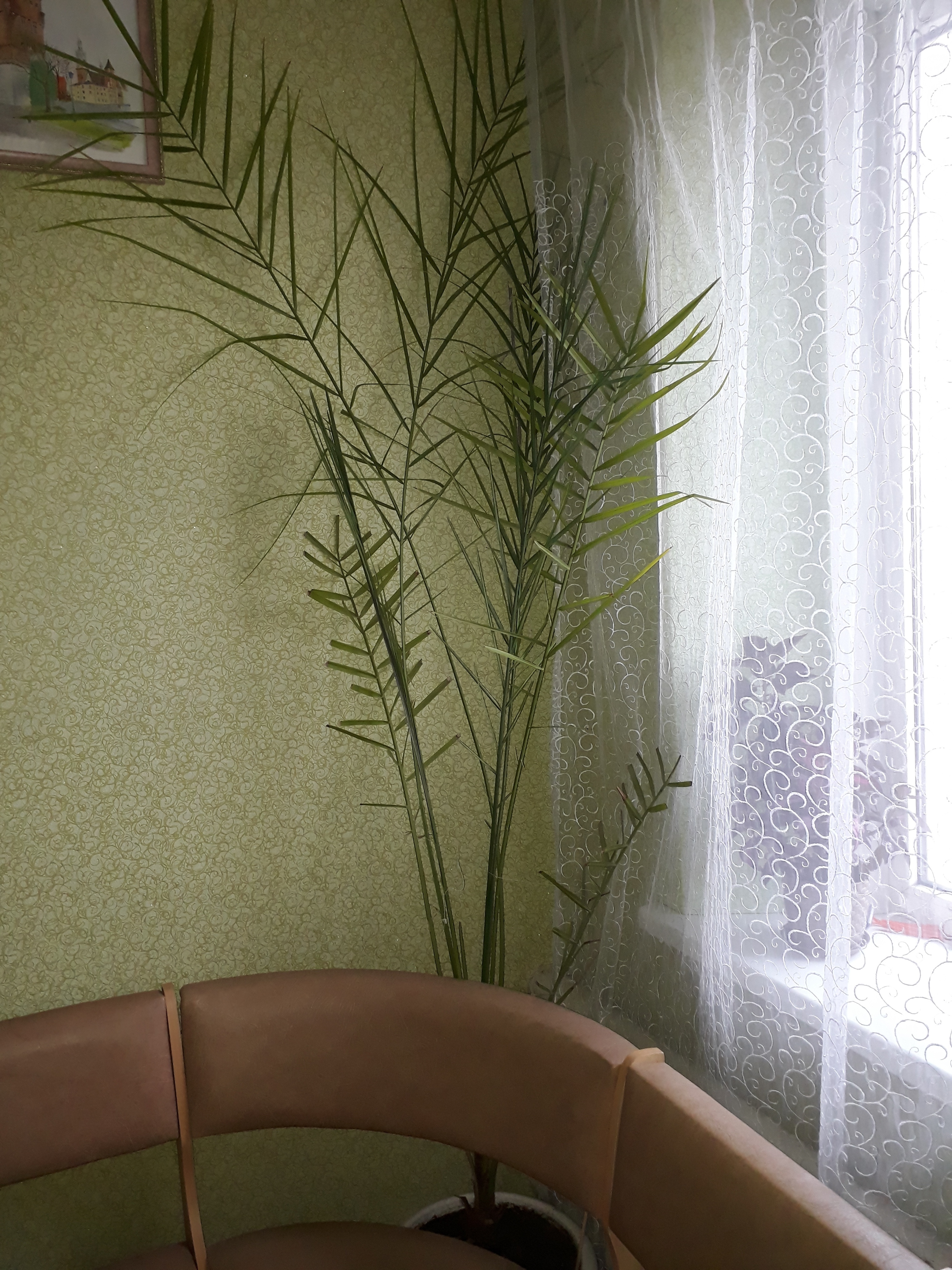 Финиковая пальма из косточки