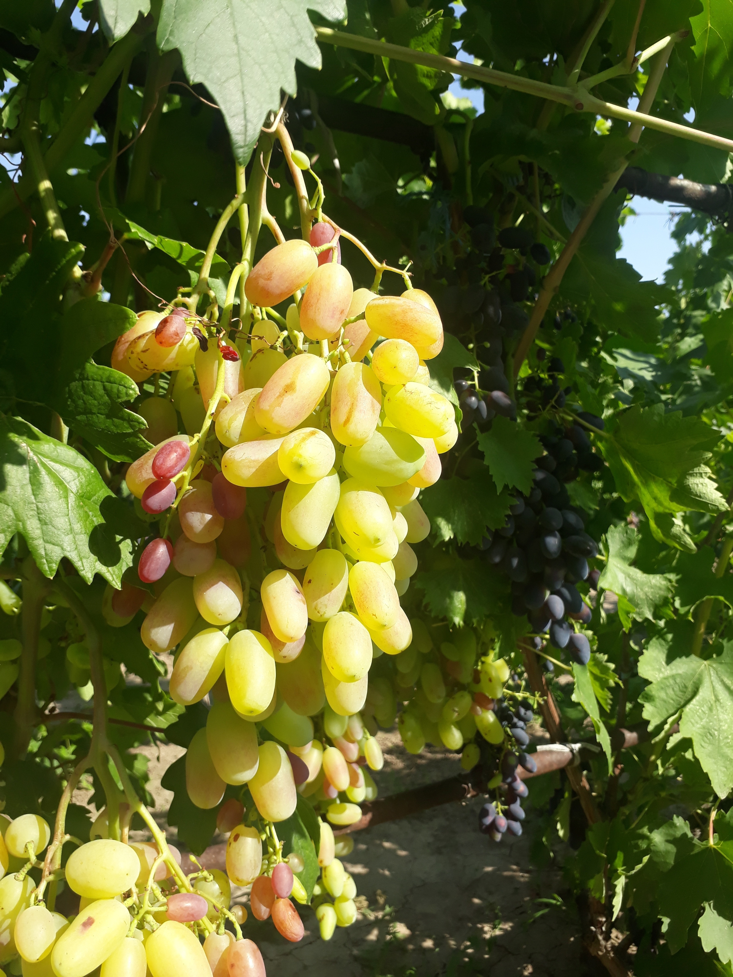 Кисть сорта Преображение на первом плане