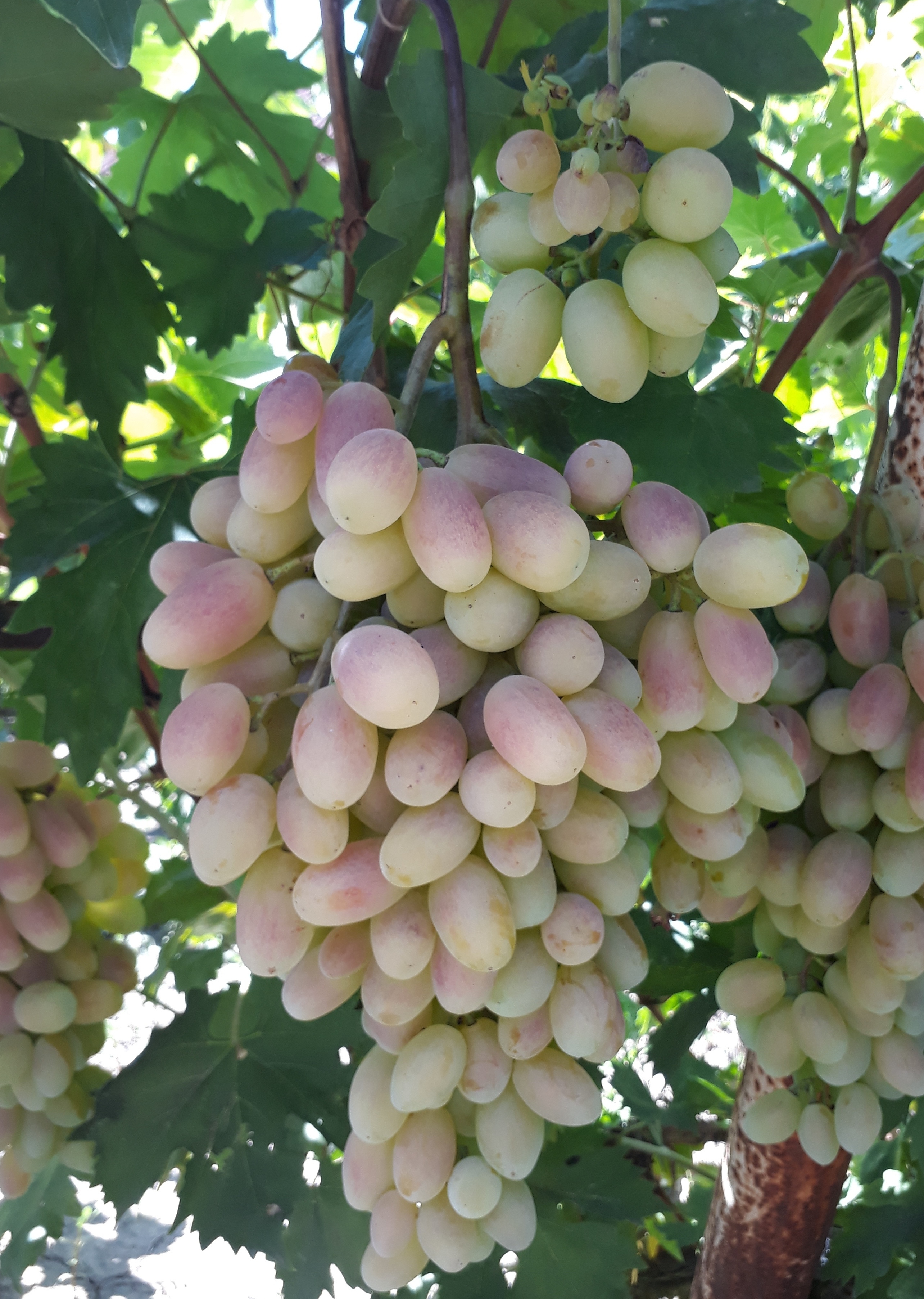 Столовый сорт винограда Преображение