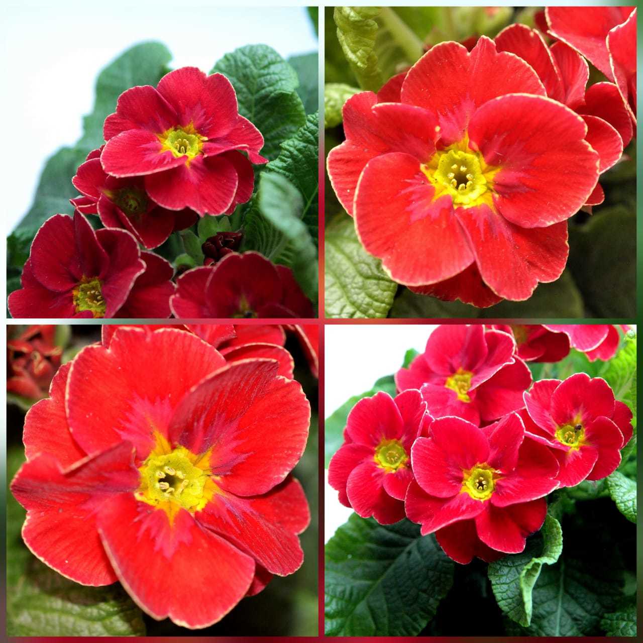 Ещё любимочка